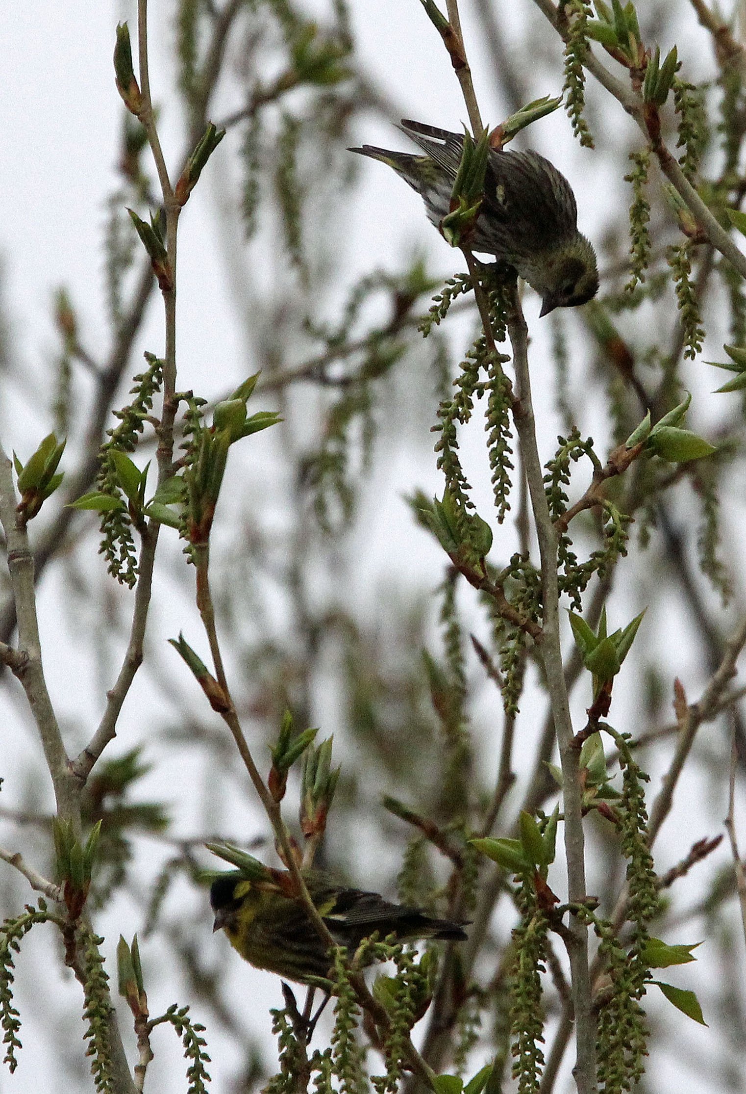 Eurasian Siskin (Spinus spinus) Qinghai China.JPG
