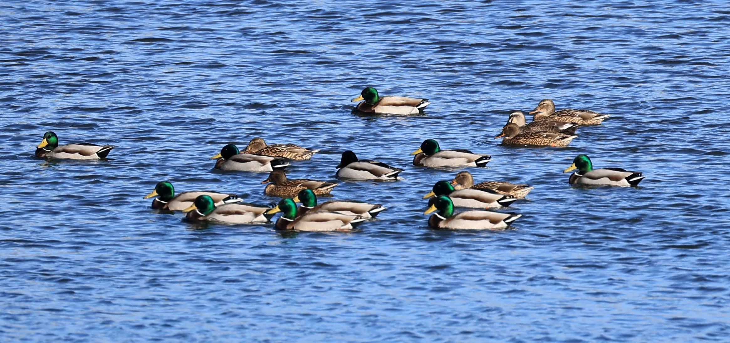 Mallard (Anas platyrhynchos) Shimotonda Sadowaracho Birding Ponds Miyazaki Kyushu Japan (3).jpg