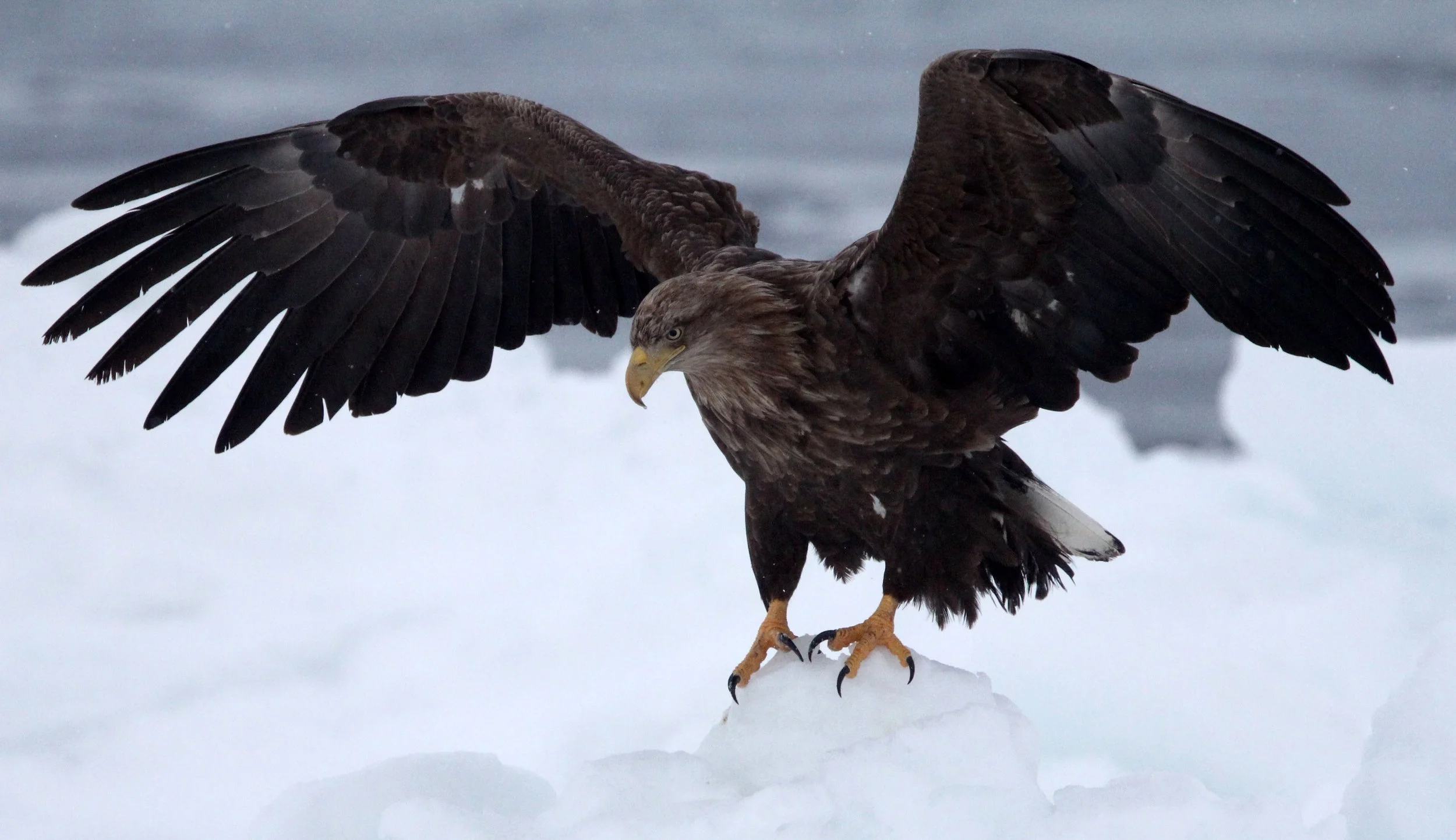 BIRD - EAGLE - WHITE-TAILED EAGLE - RAUSU, SHIRETOKO PENINSULA & NATIONAL PARK - HOKKAIDO JAPAN (53).JPG