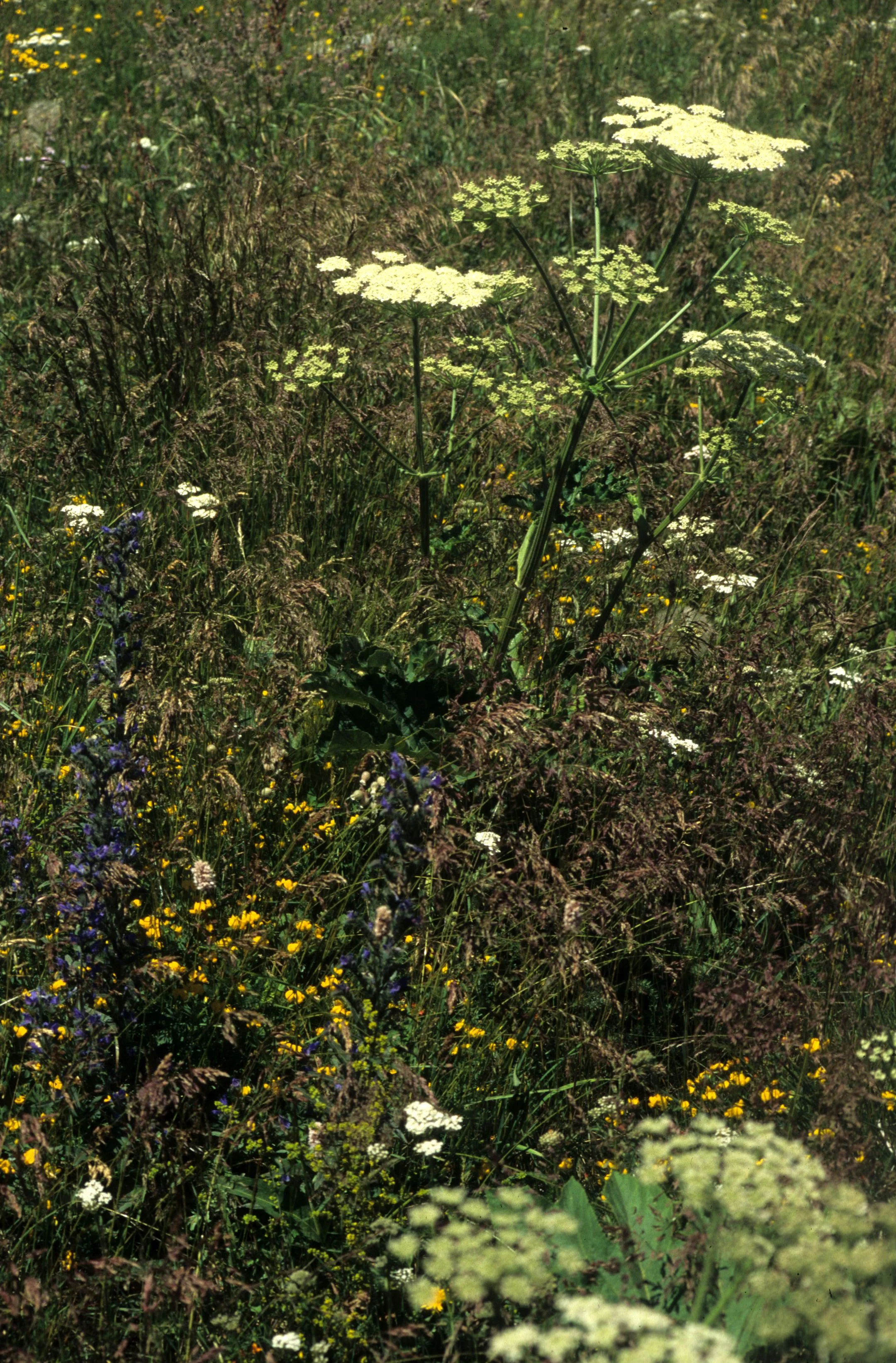 CALIFORNIA - VERNAL POOLS - PLANT SPECIES.jpg