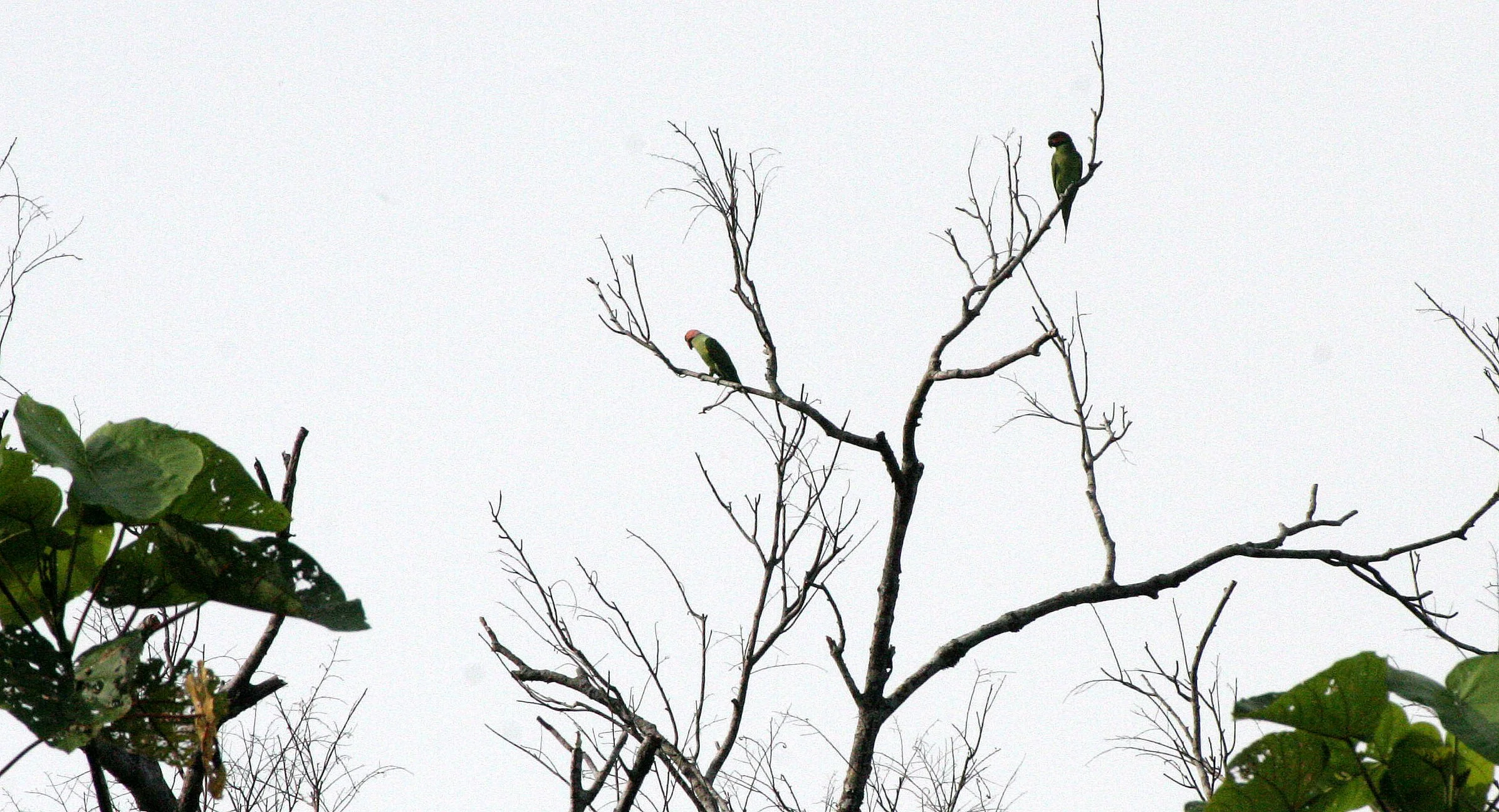 BIRD - PARAKEET - LONG-TAILED PARAKEET - KINABATANGAN RIVER BORNEO (5).JPG