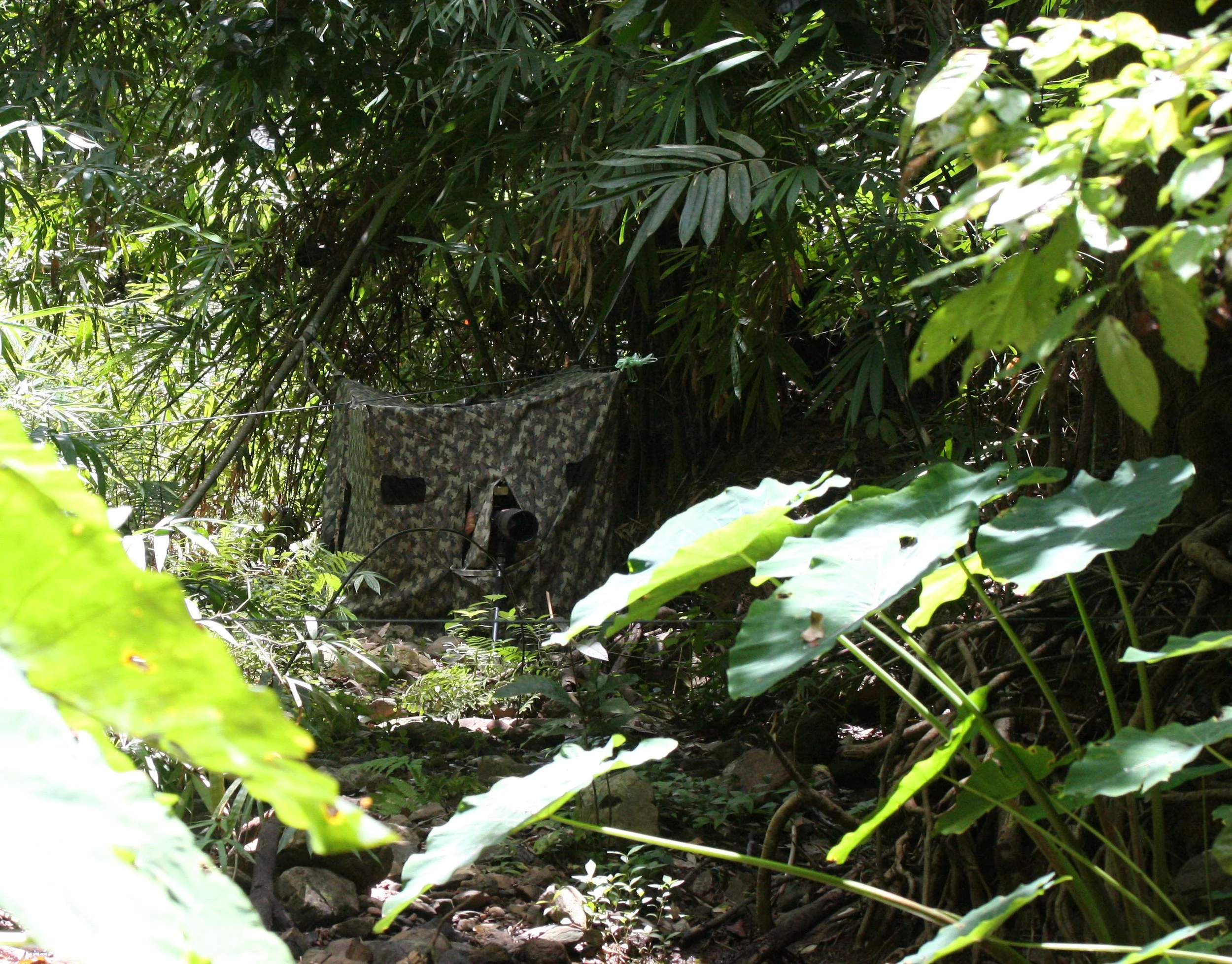 2008 Kaeng Krachan NP Trip with Cokie & Som (65).JPG