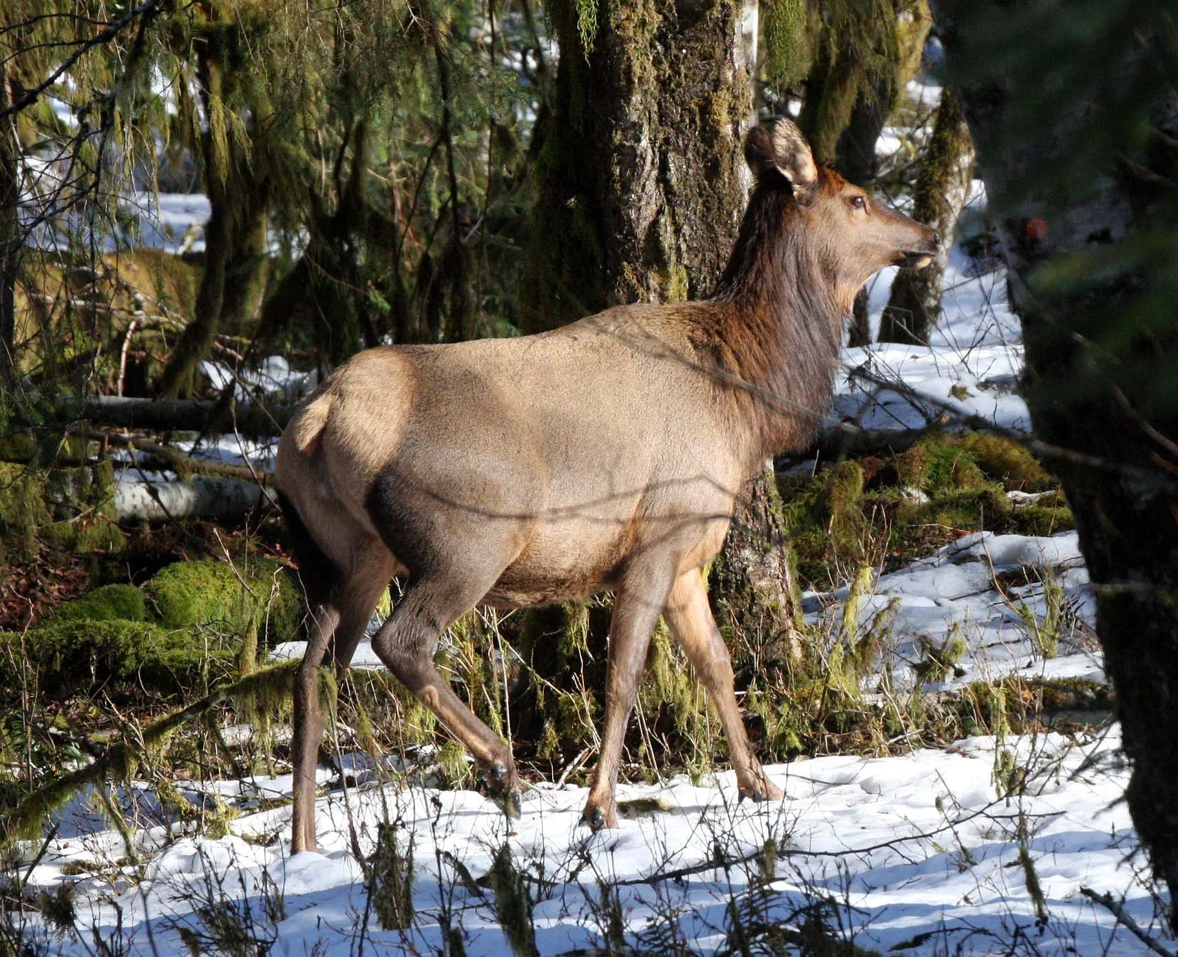 CERVID - ELK- ROOSEVELT ELK - HOH RAINFOREST WA (8).JPG