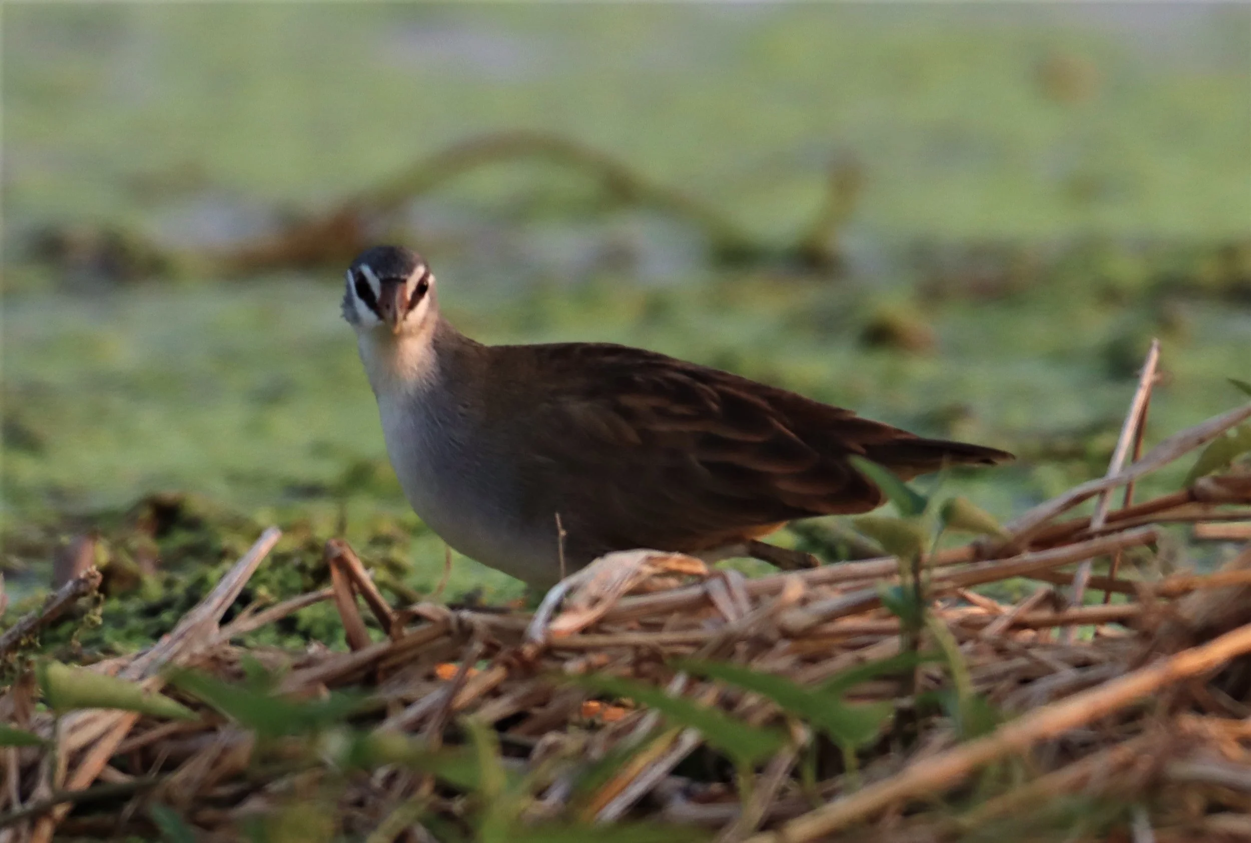 White-browed Crake (Porzana cinerea) Thap Yao Rice Fields Lat Krabang Bangkok (46).jpg
