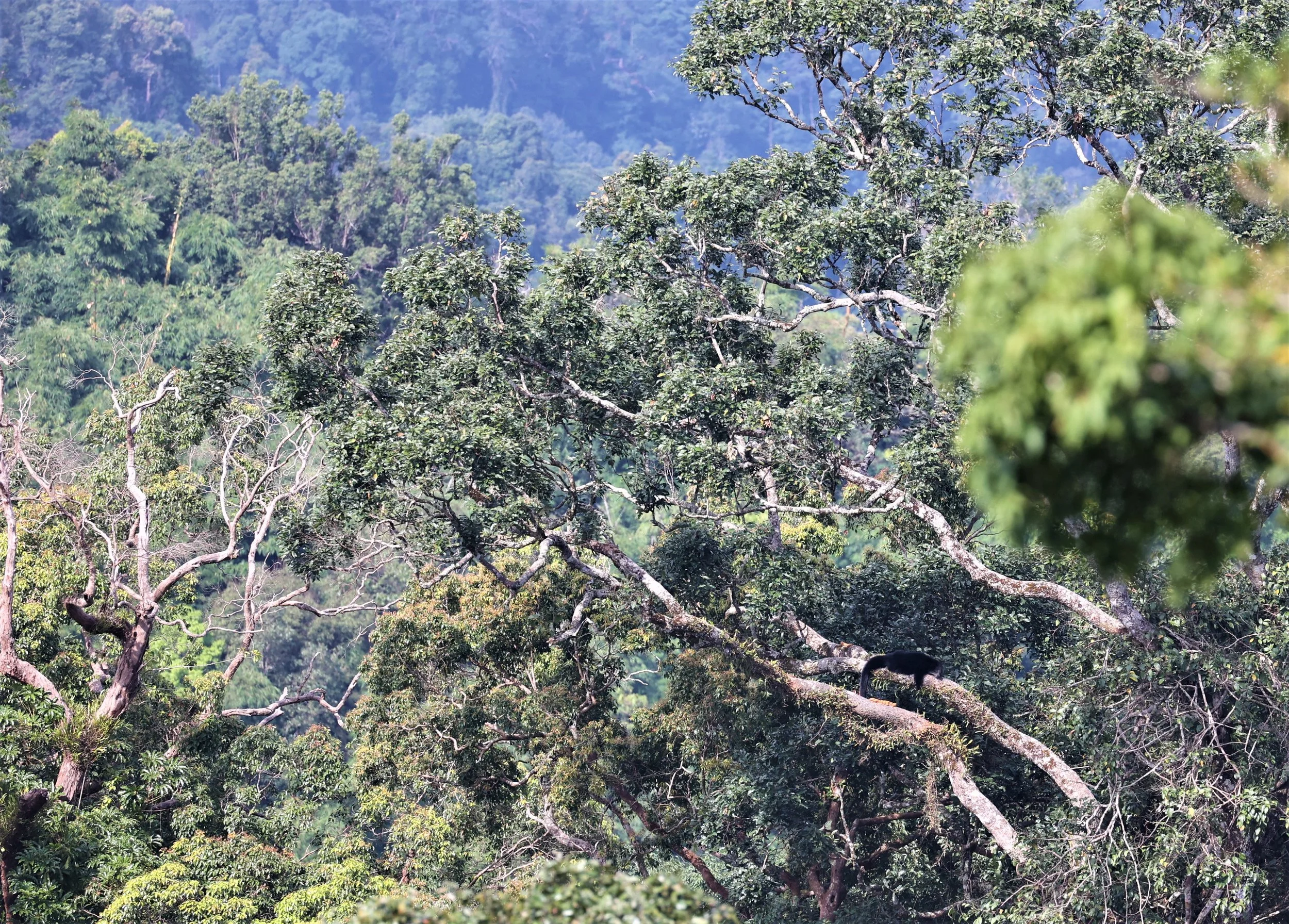 Arctictis binturong gairdneri - SIAMESE BINTURONG - KAENG KRACHAN PHANOEN THUNG 26 NOV 2021 (7).jpg