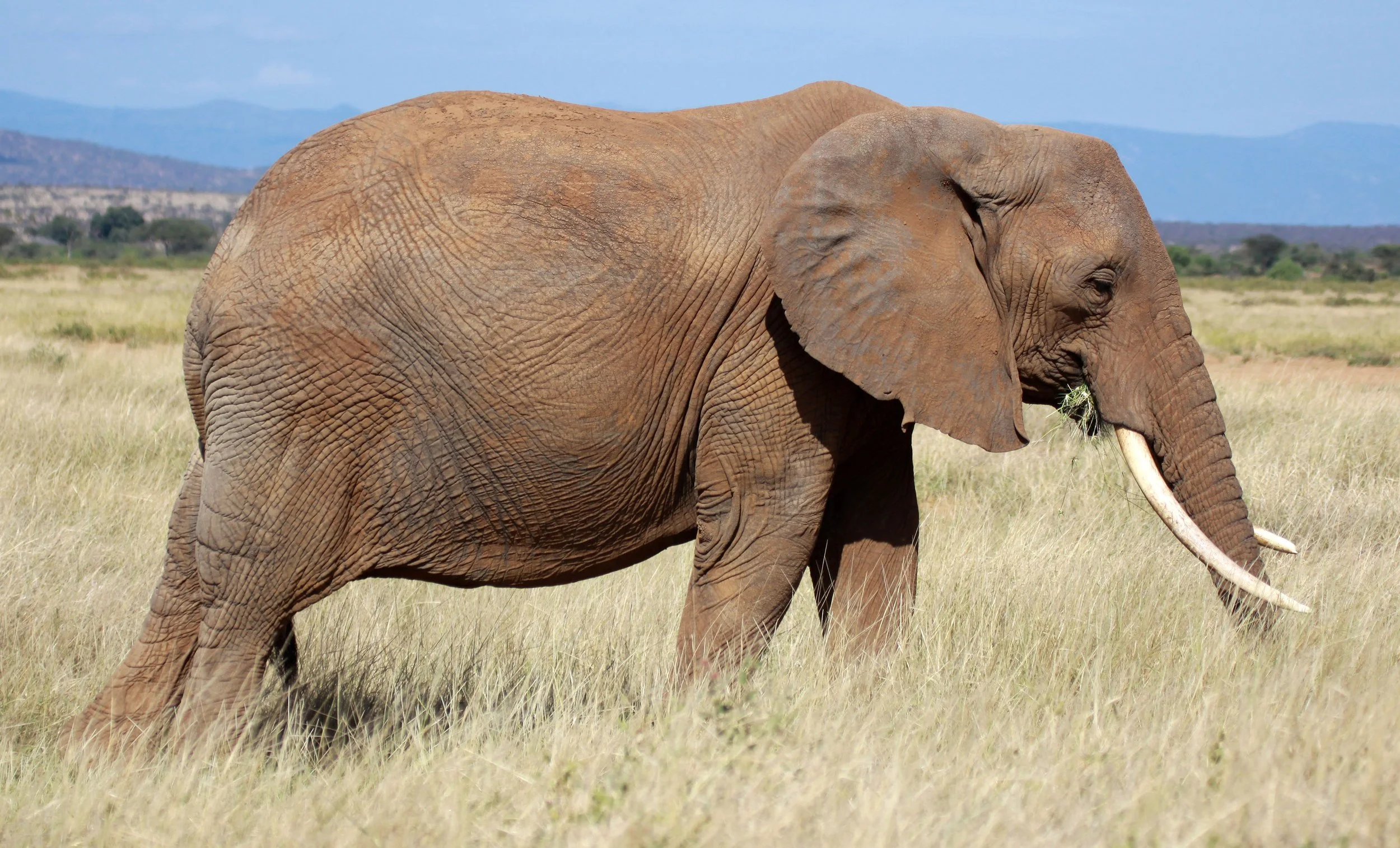 ELEPHANT - SAMBURU NATIONAL RESERVE KENYA (16).JPG