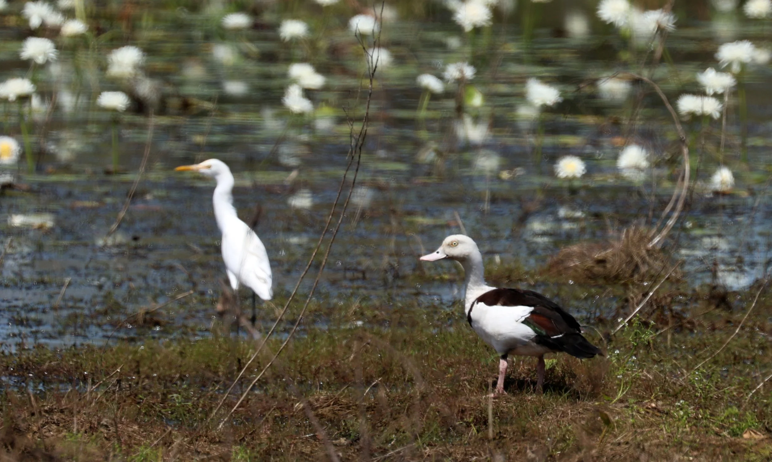 Radjah Shelduck (Tadorna radjah) Eastern Cattle Egret (Bubulcus coromandus)Anbangbang Billabong, Kakadu NP - Northern Territory  (5).jpg