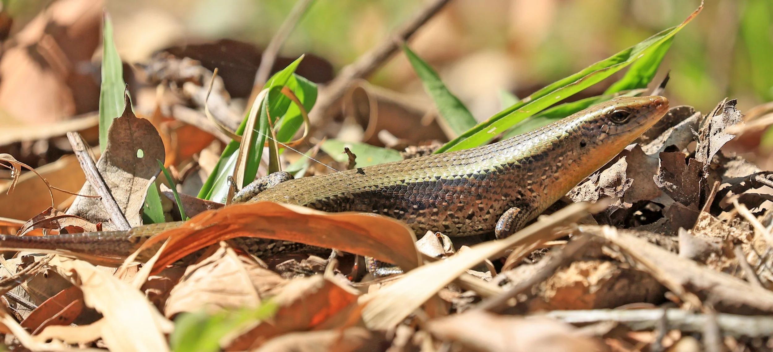 Common Sun Skink (Eutropis multifasciata) Kaeng Krachan National Park ESS Expedition 2026