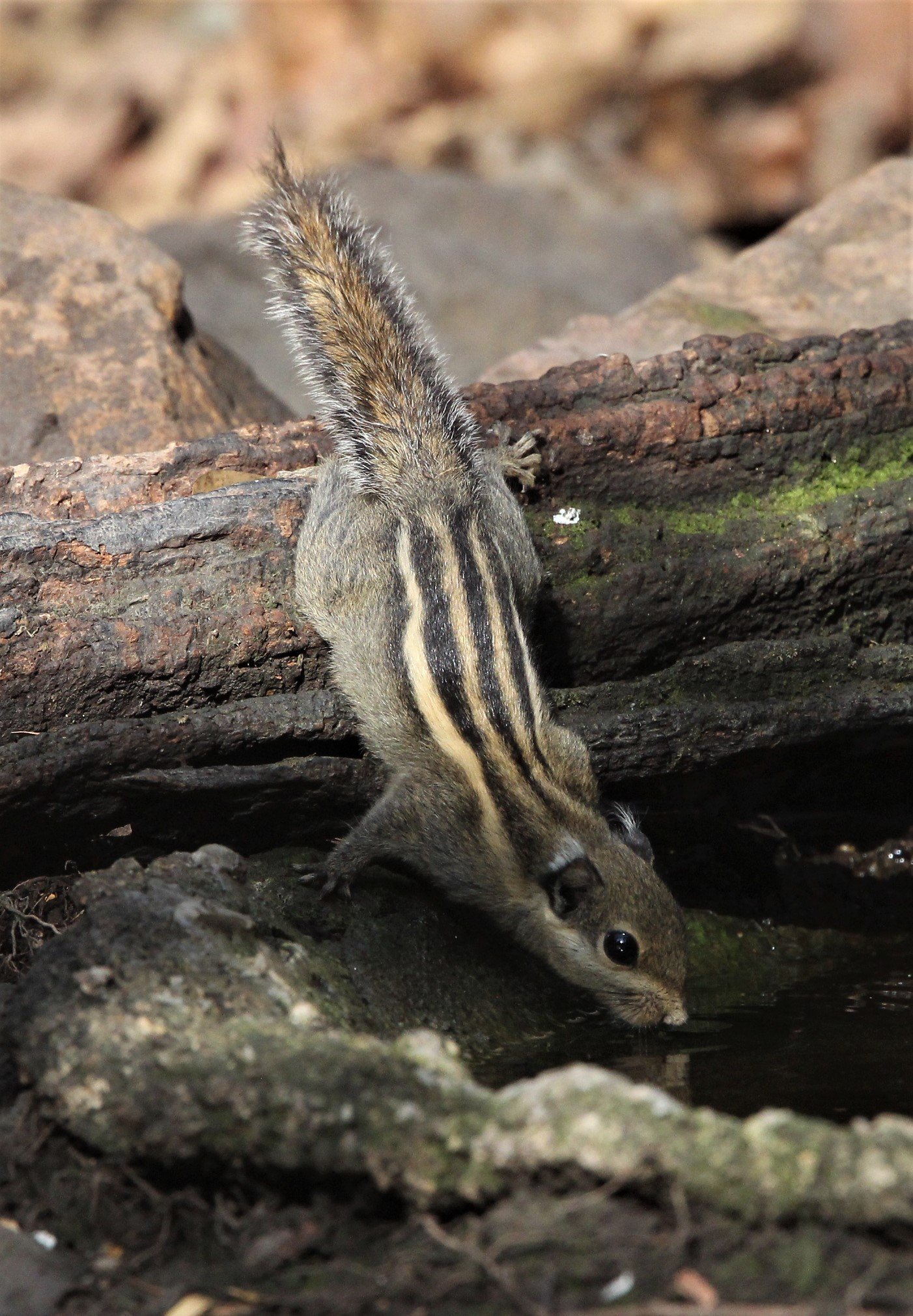 Tamiops mcclellandii - WESTERN STIPED SQUIRREL - LUNG SIN HIDE, KAENG KRACHAN (19).jpg