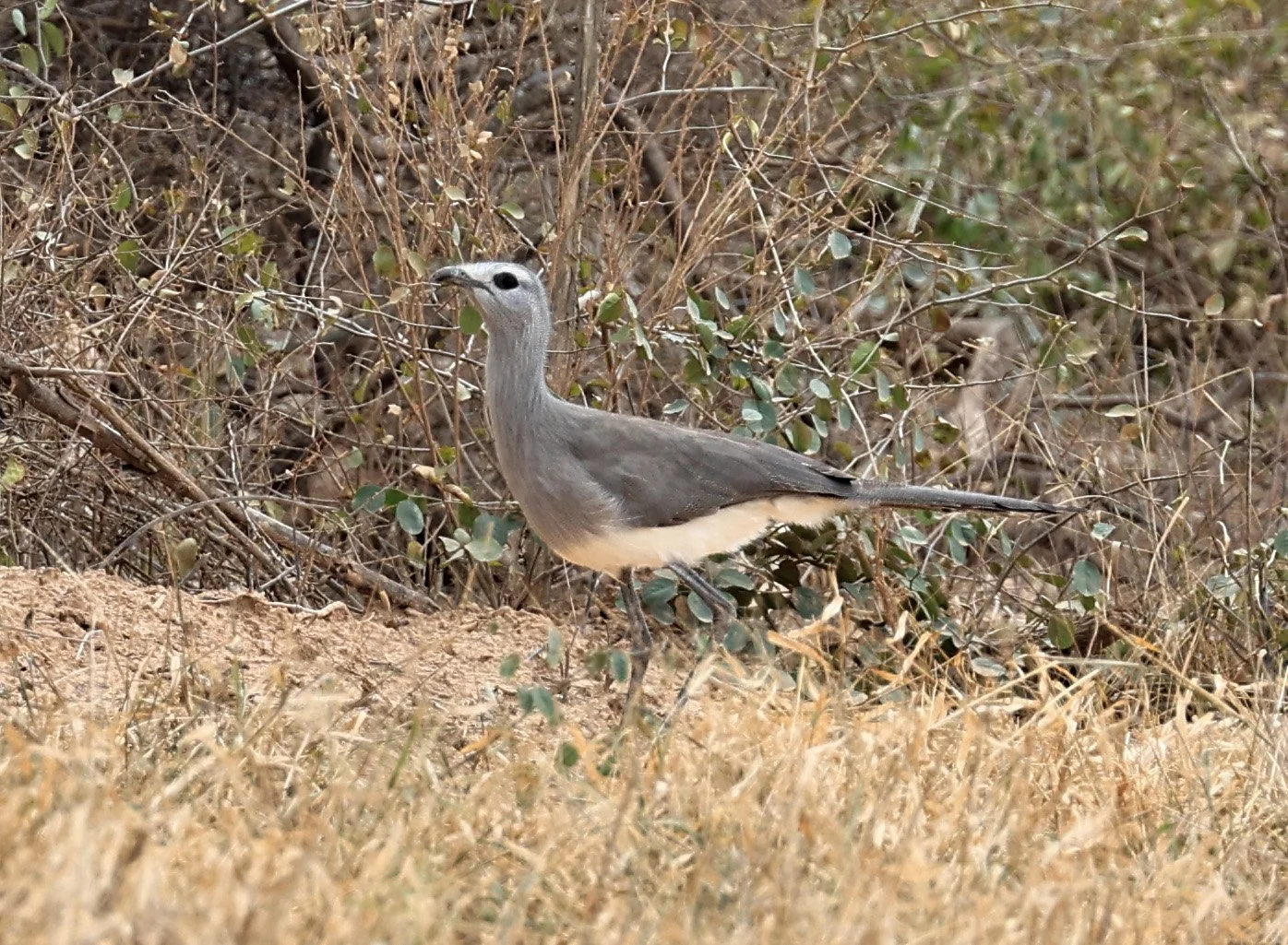Black-legged Seriema (Chunga burmeisteri) Agua Dulce Paraguay (13).jpg