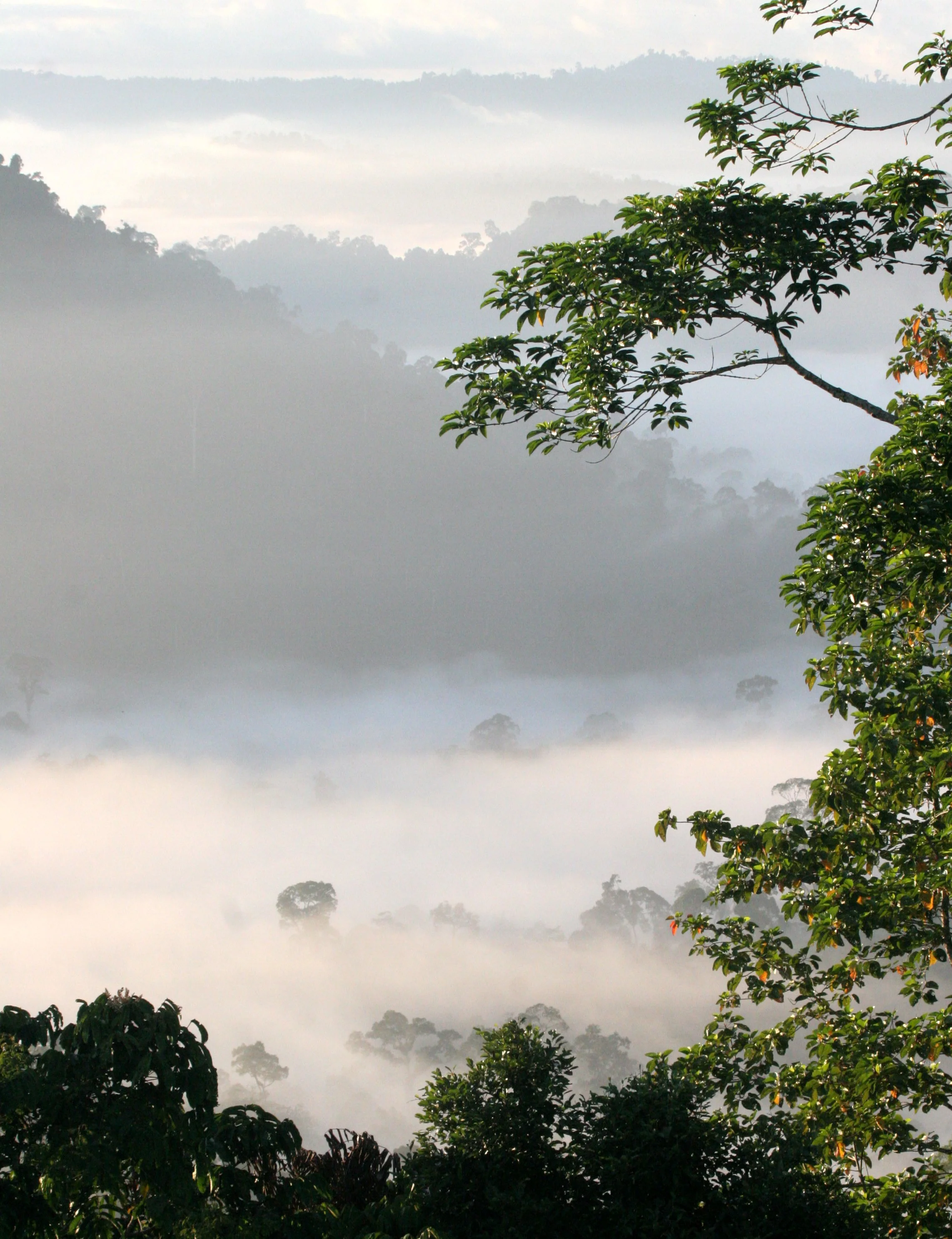 DANUM VALLEY BORNEO - SUNRISE OVER THE DANUM (51).JPG