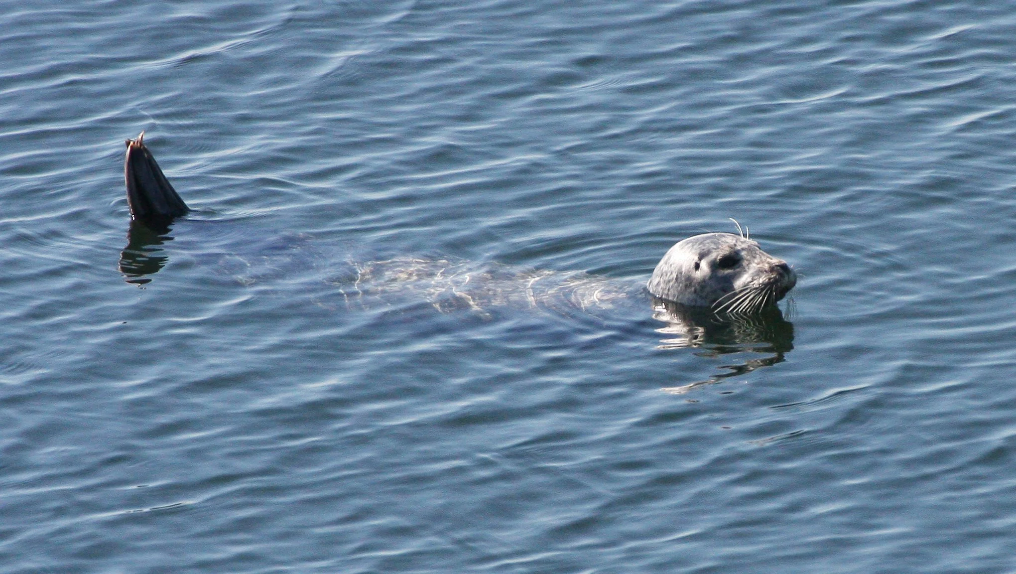 PINNIPED - SEAL - HARBOR SEAL - PUGET SOUND WA (4).JPG