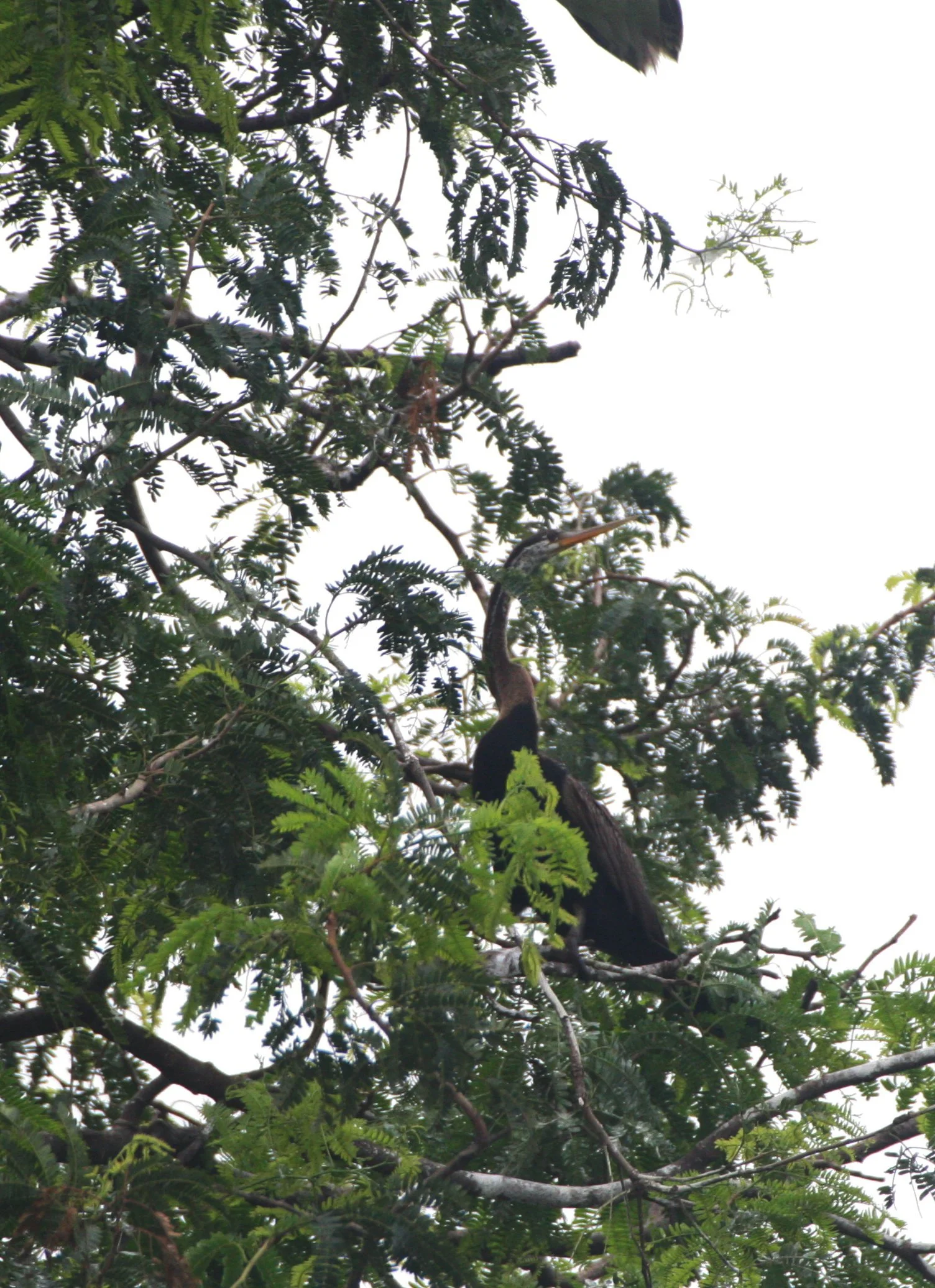 Asian Darter (Anhinga melanogaster) Sabah, Borneo