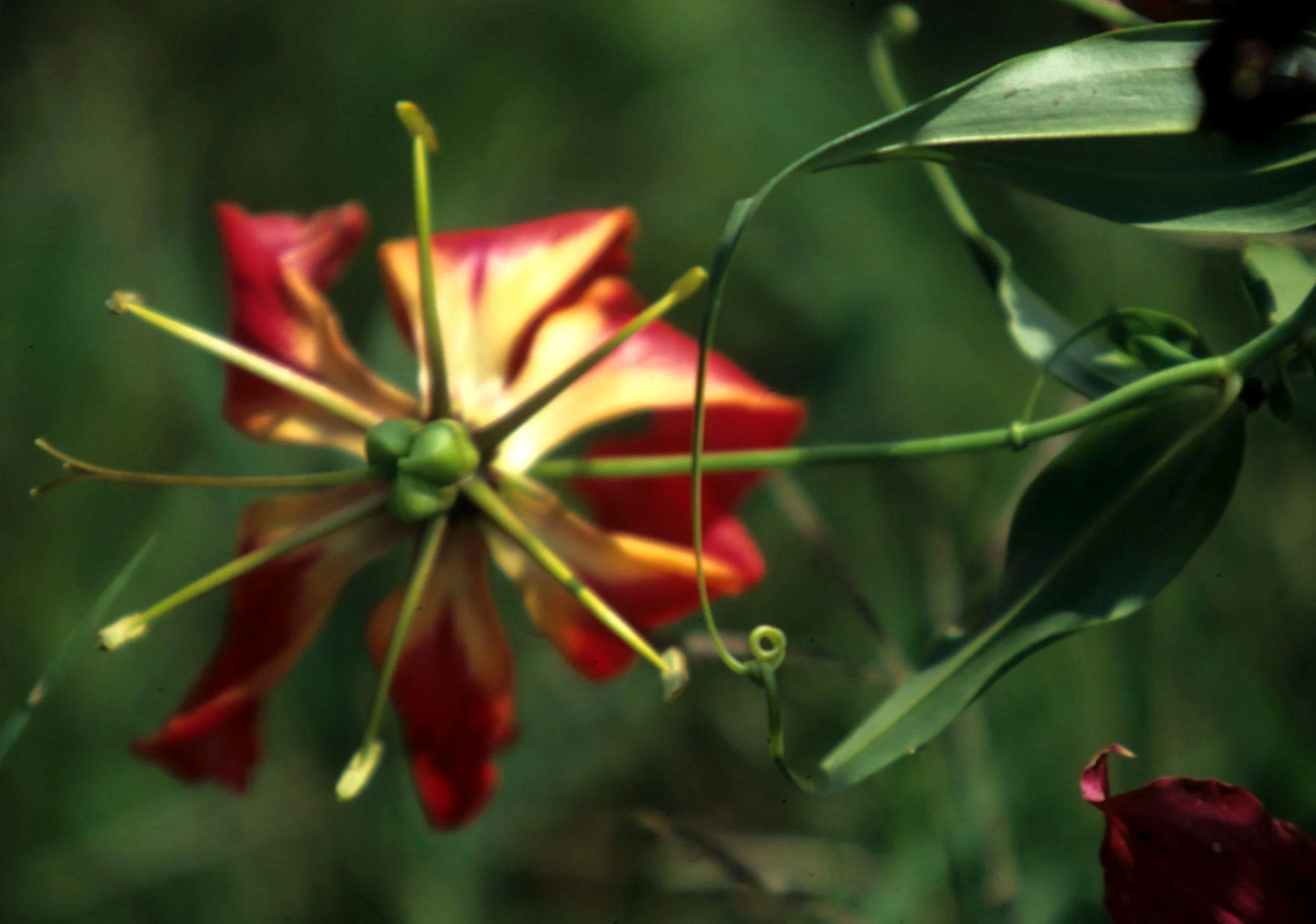 RSA - PLANT - SPECIES A.jpg
