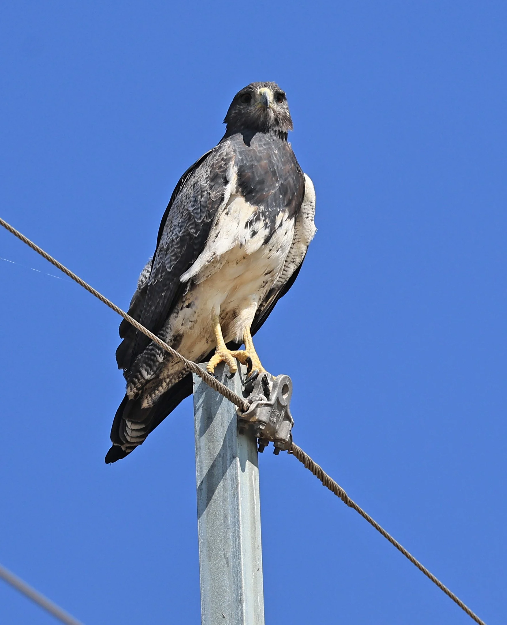 Black-chested buzzard-eagle (Geranoaetus melanoleucus) Chaco Lodge & Laguna Salada Paraguay (7).jpg