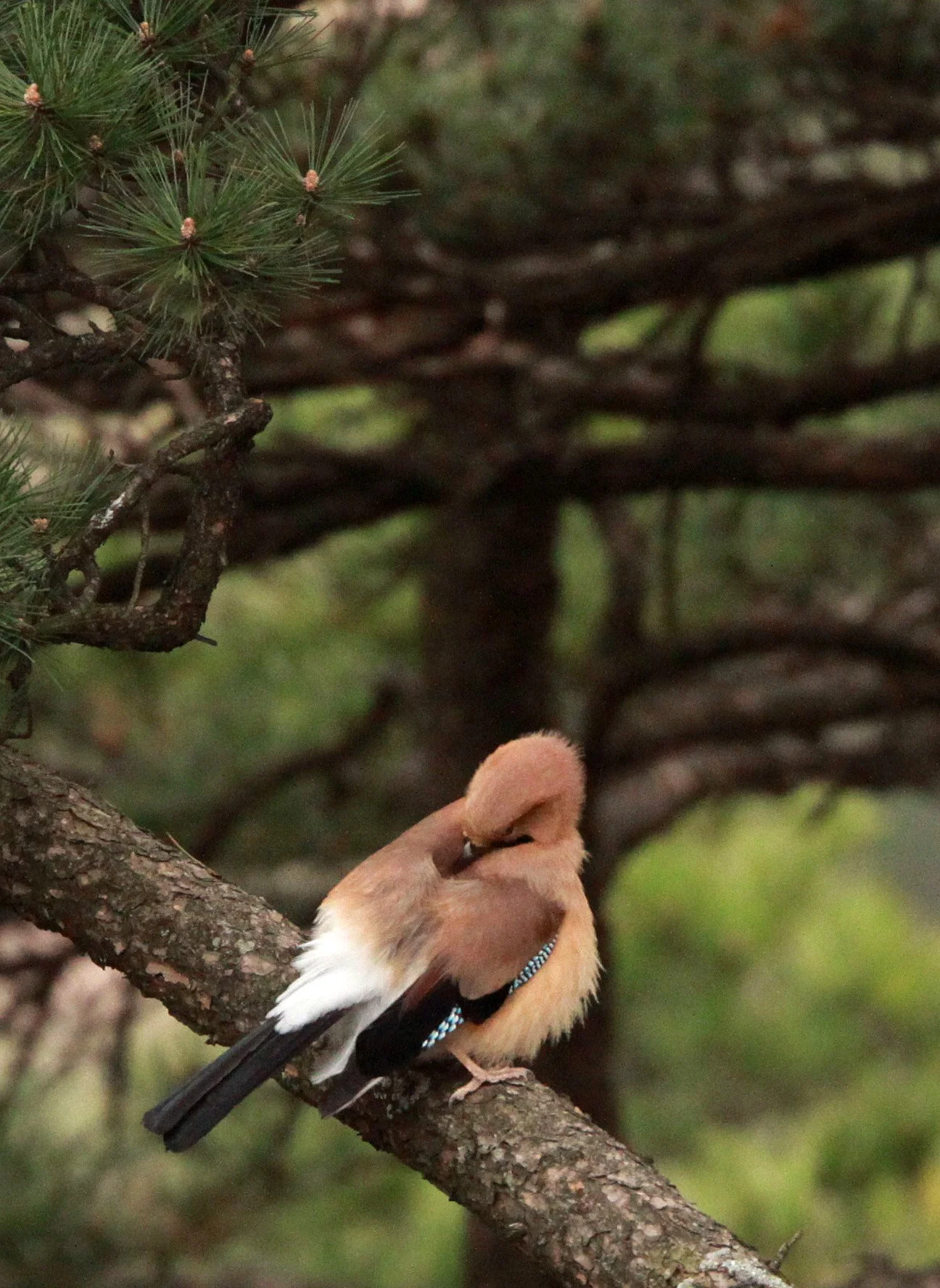 BIRD - JAY - EURASIAN JAY - HUANGSHAN NATIONAL PARK - ANHUI PROVINCE CHINA (5).JPG