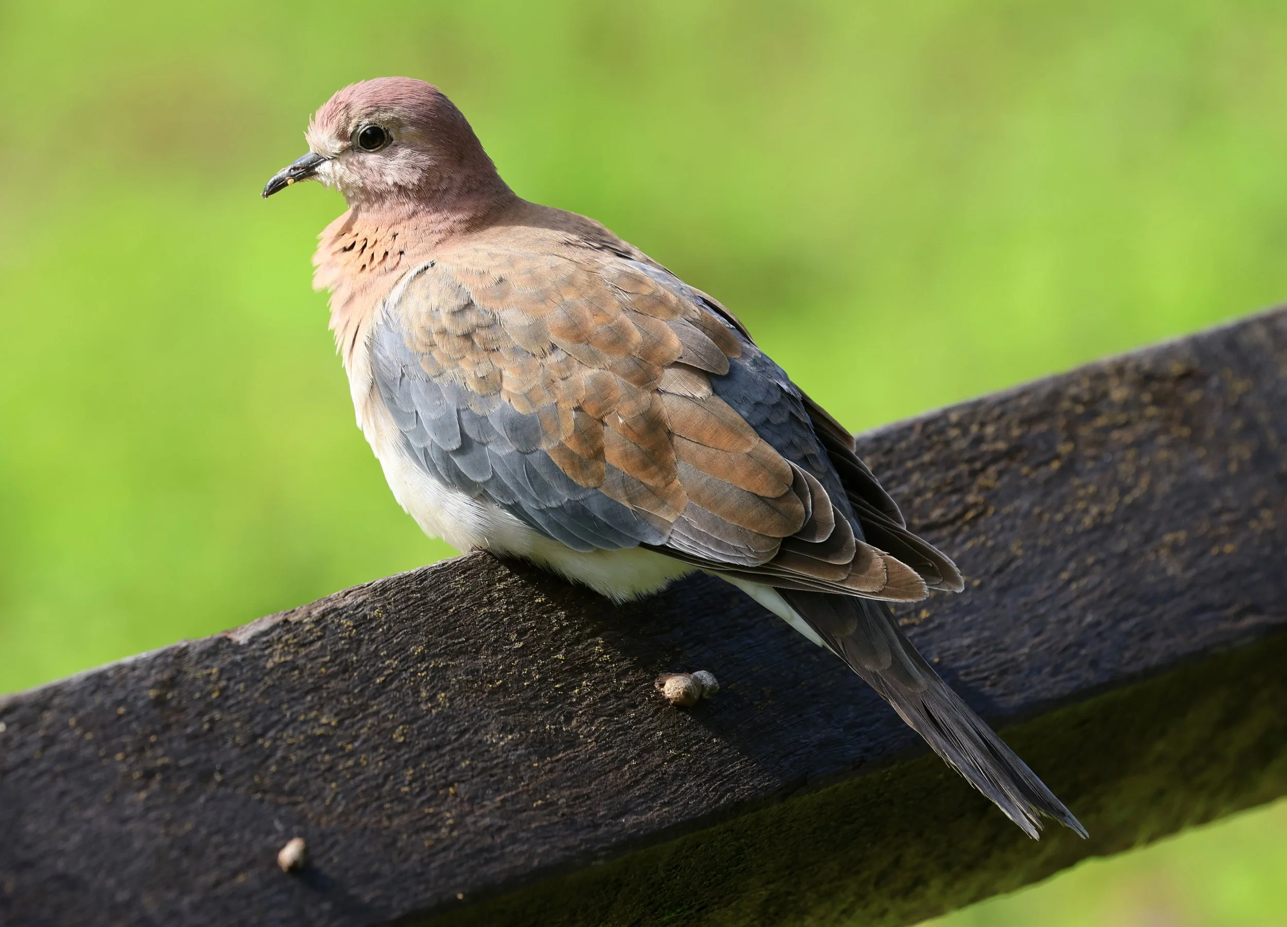 Laughing Dove (Spilopelia senegalensis) Rottnest Island - Western Australia (21).jpg