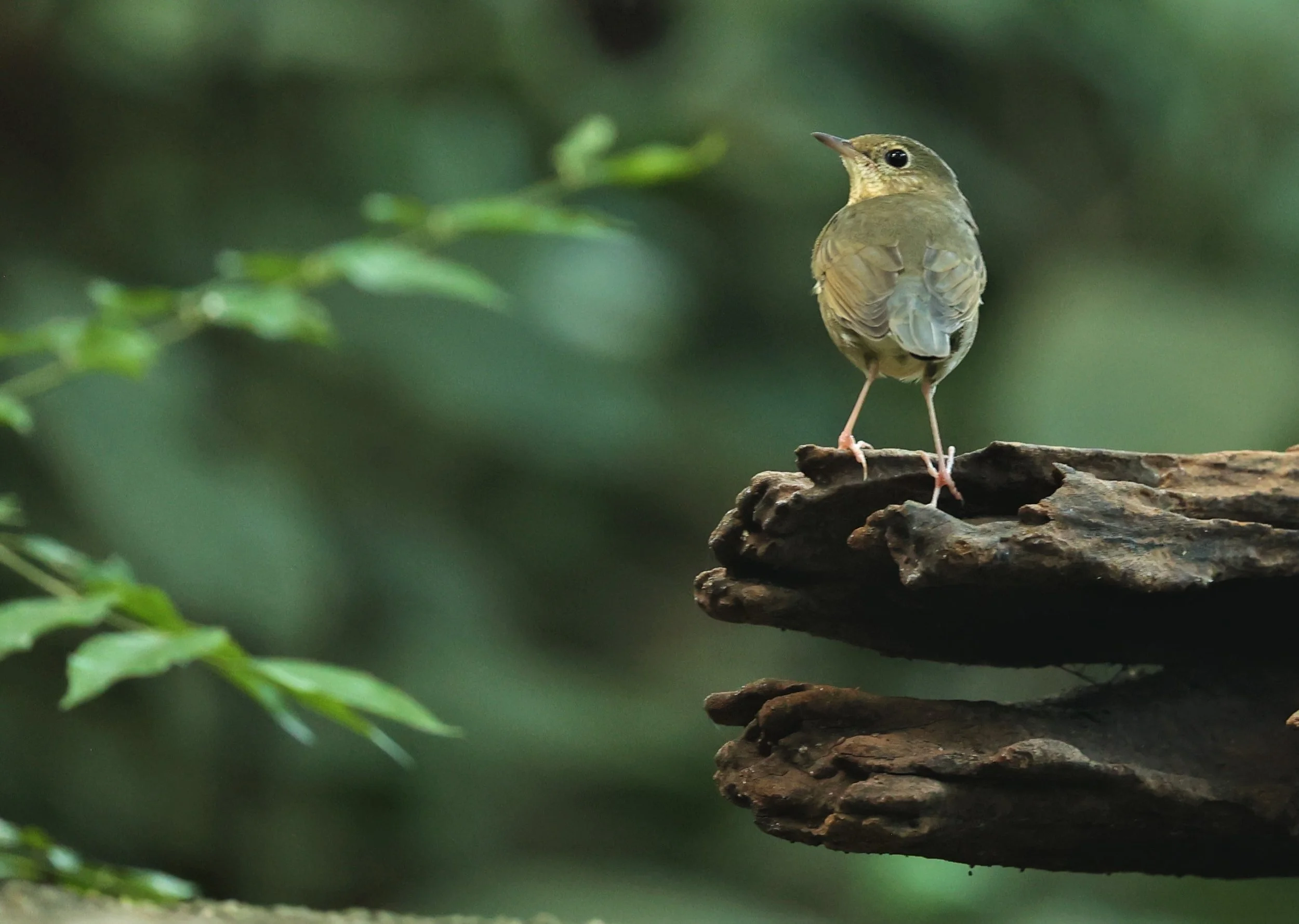 ROBIN - SIBERIAN BLUE ROBIN - Luscinia cyane - WAT THAM PRATHUN CHONBURI OCT 2022 (3).jpg