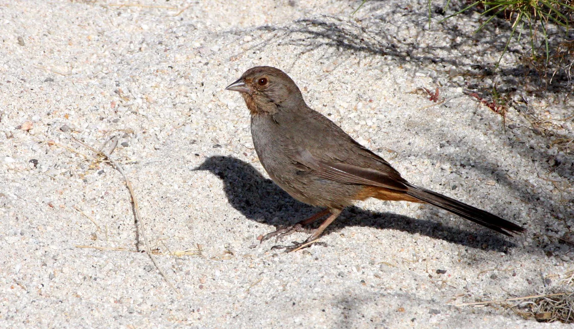 California Towhee (Pipilo crissalis) Catavina Desert Baja Mexico (3).JPG
