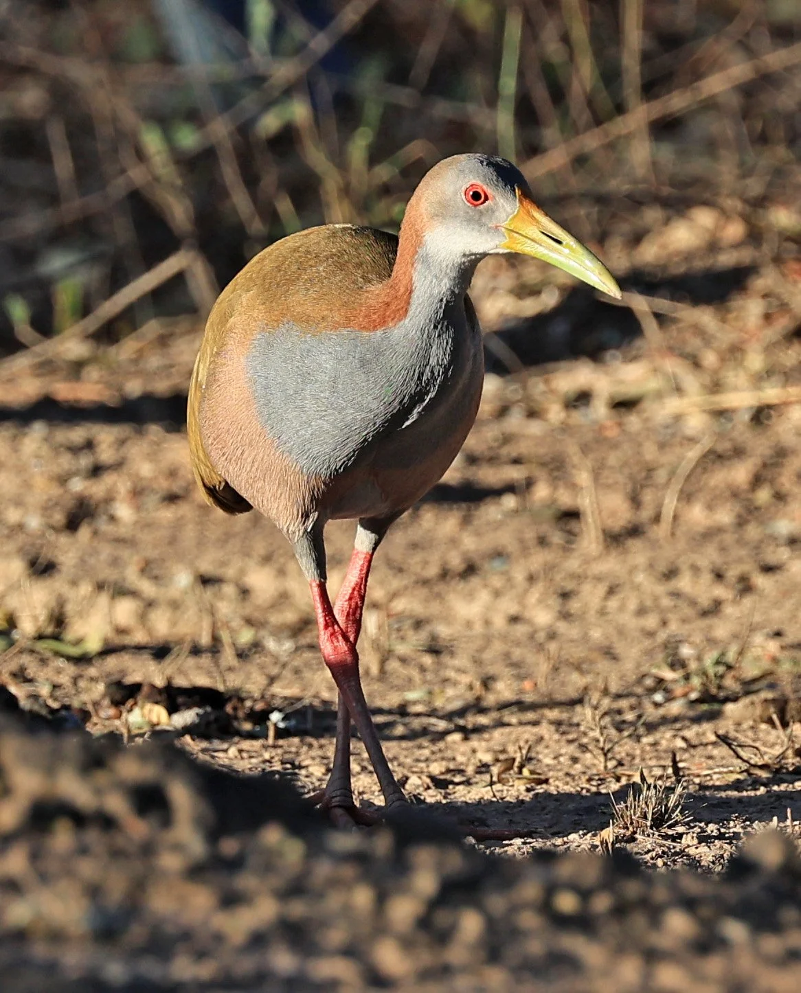 Gray-cowled Wood-Rail (Aramides cajaneus) Reserva Natural Canada el Carmen, Paraguay  (5).jpg