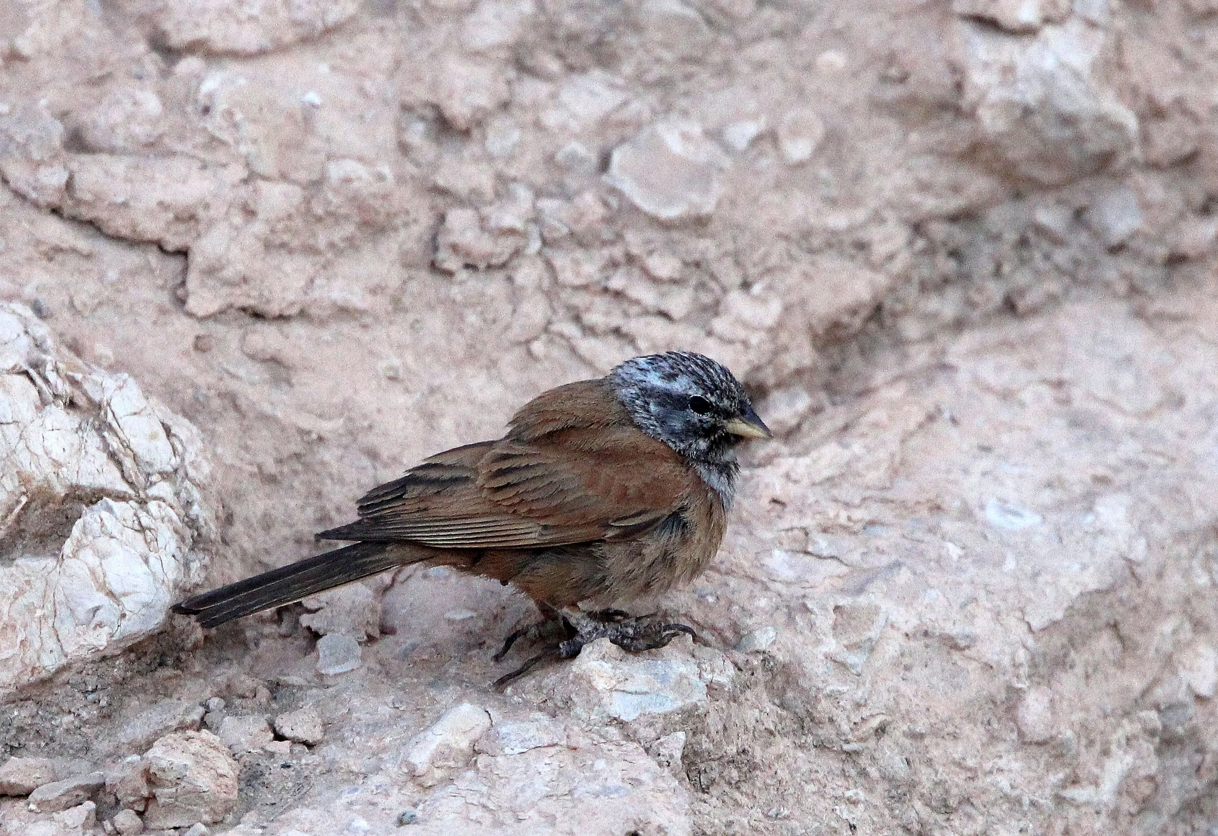 House Bunting (Emberiza sahari) Sened Village Atlas Mountians Tunisia (4).JPG