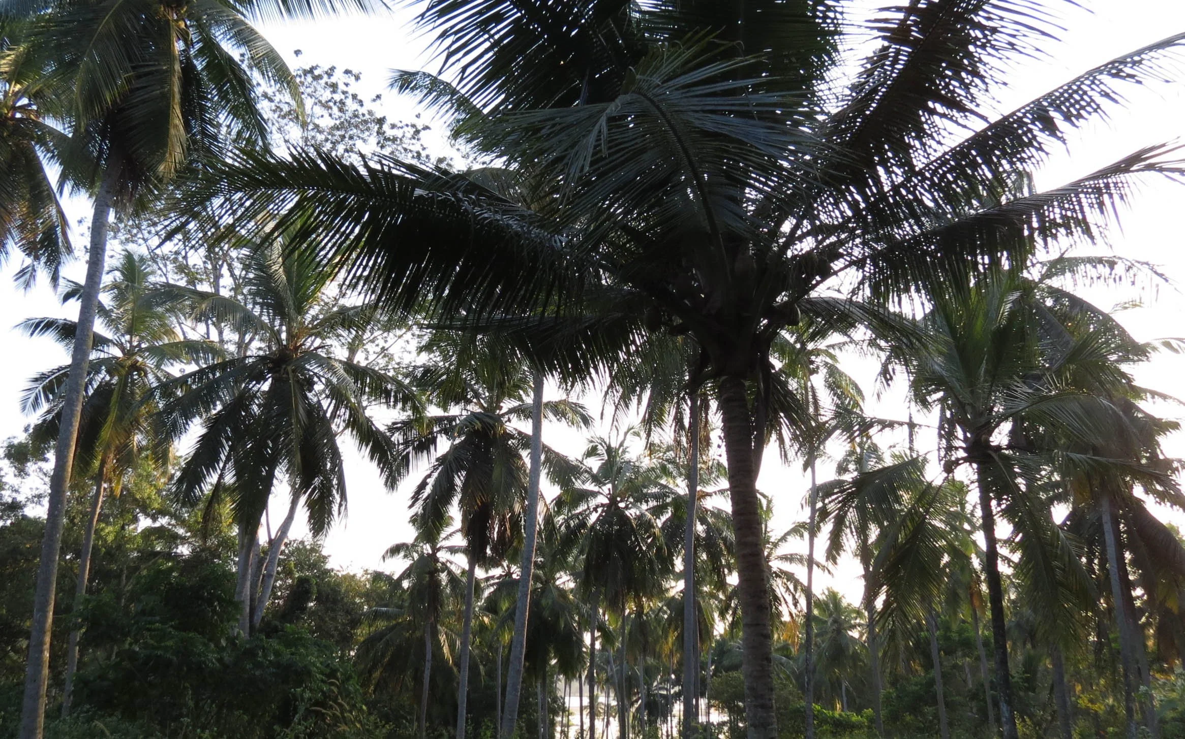 NIGAMBU FOREST AREA SRI LANKA -PHOTO BY COKIE (3).JPG