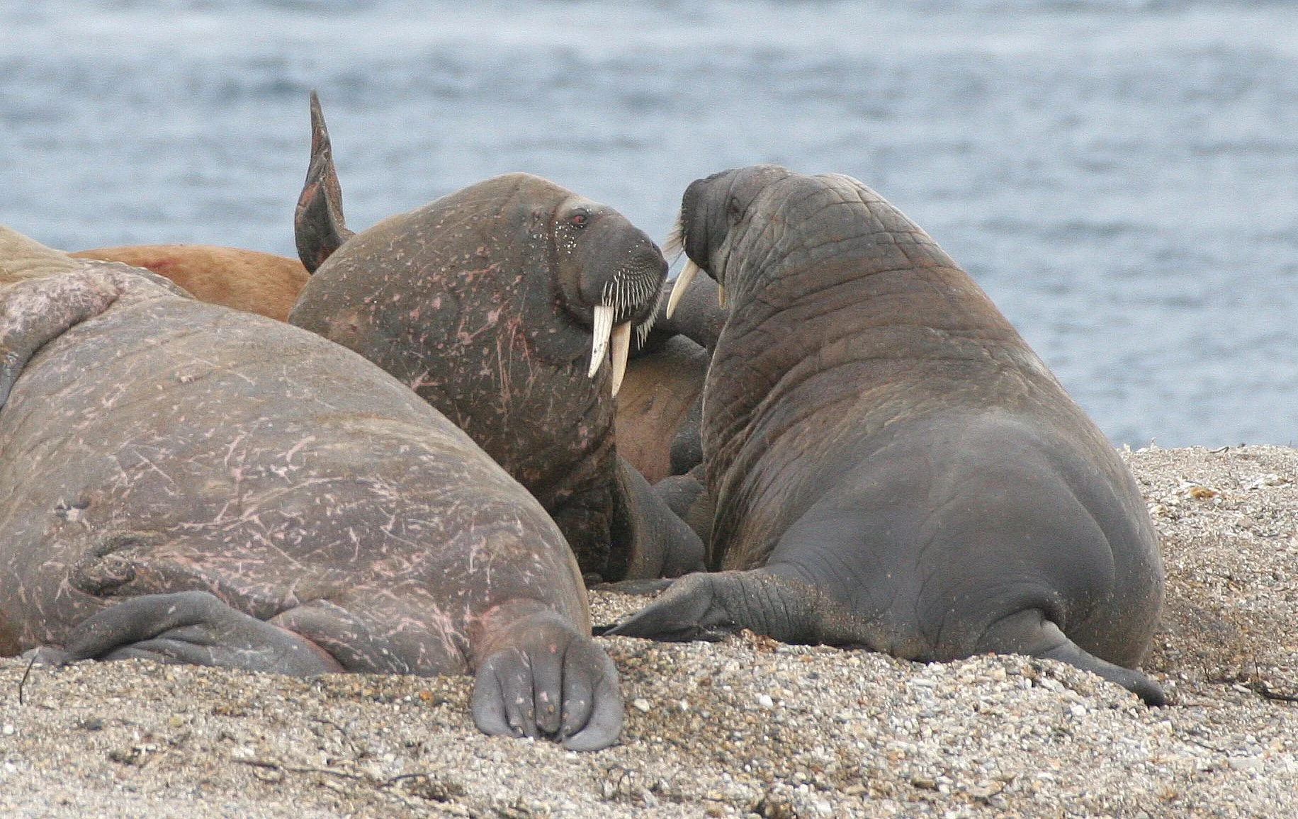 Odobenus rosmarus rosmarus - ATLANTIC WALRUS - SVALBARD NORTH EAST SECTOR (133).jpg