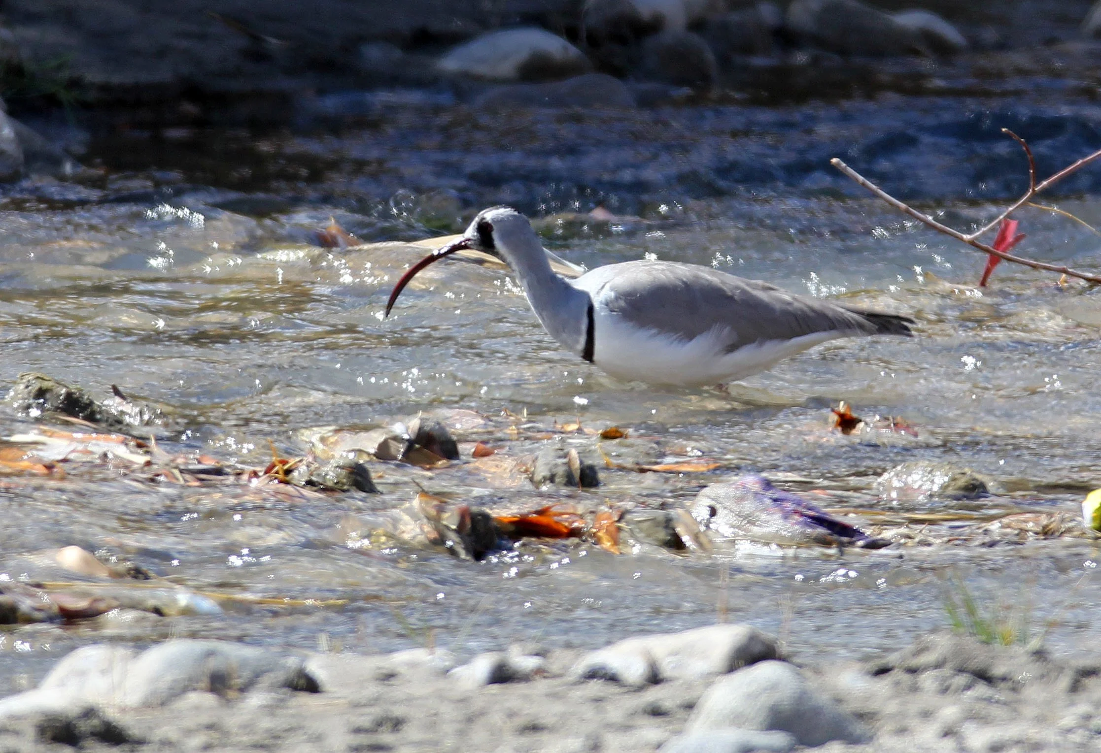 BIRD - IBISBILL - HEMIS NATIONAL PARK - LADAKH INDIA - JAMMU & KASHMIR NEAR LEH (21).JPG