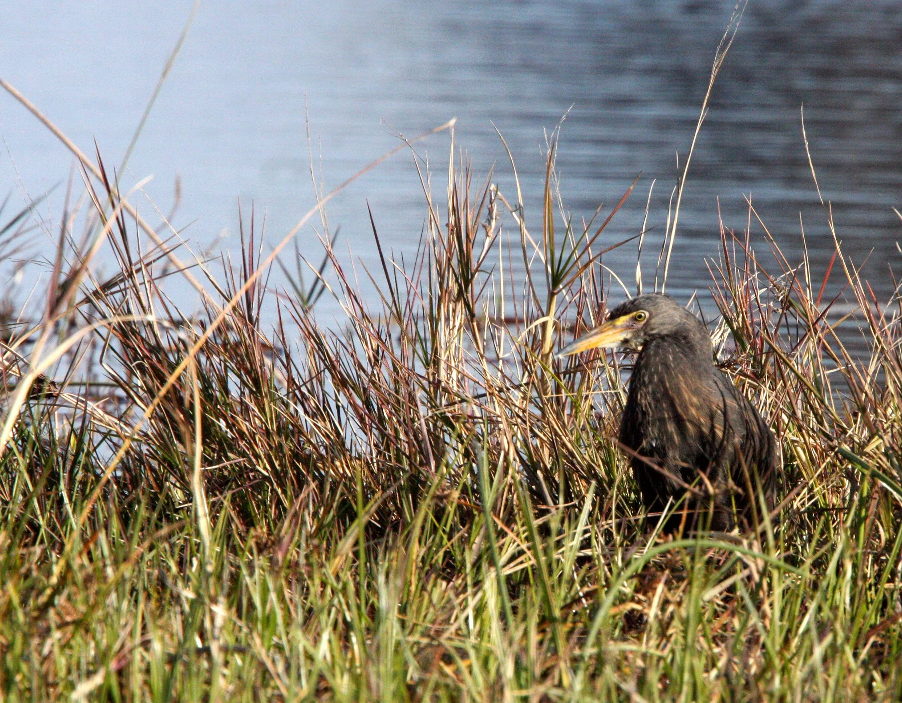 HERON - RUFOUS-BELLIED HERON - Ardeola rufiventris - KHWAI CAMP OKAVANGO BOTSWANA (1).JPG