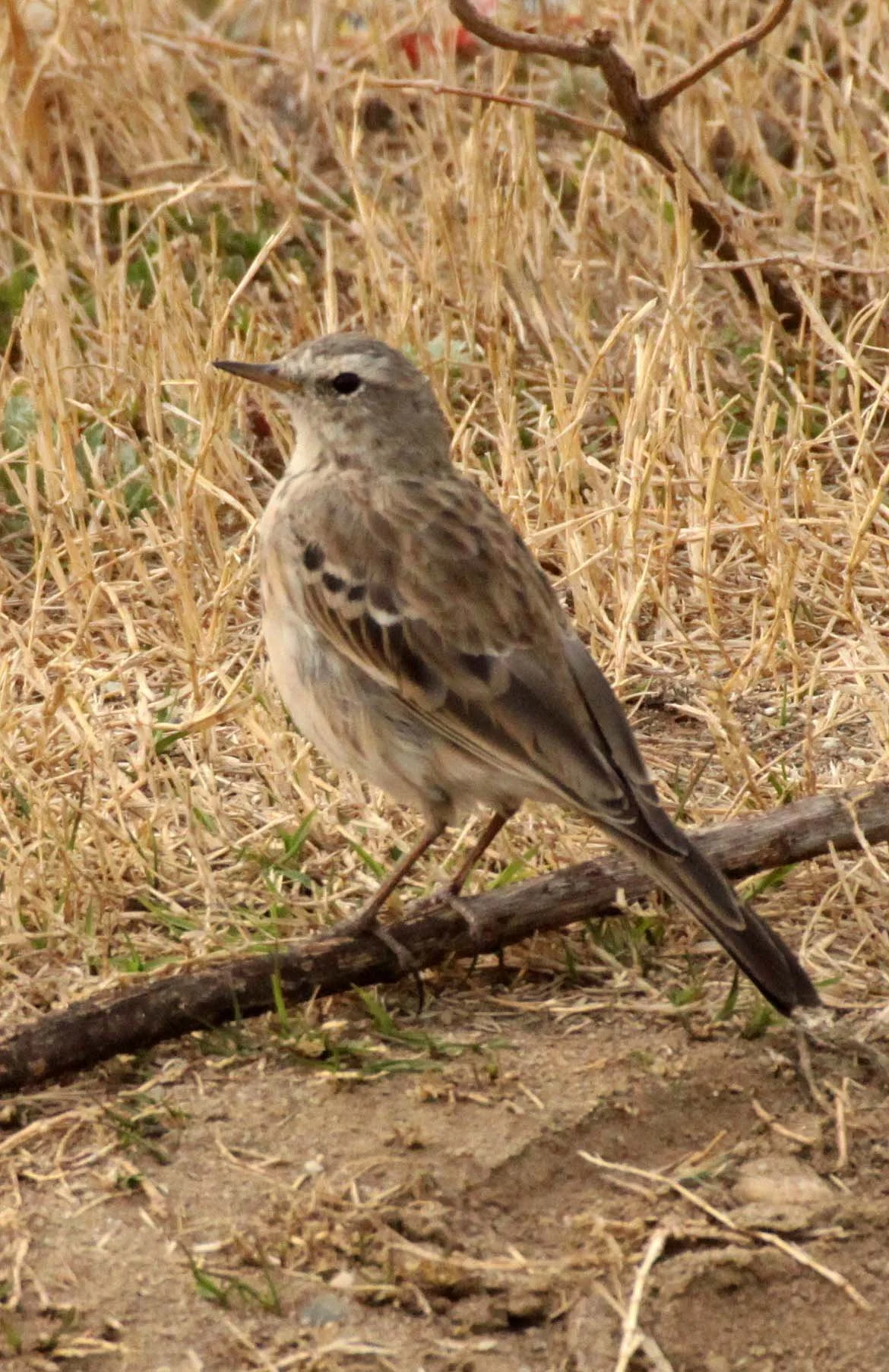 Water Pipit (Anthus spinoletta) YANG COUNTY - SHAANXI PROVINCE CHINA (7).JPG
