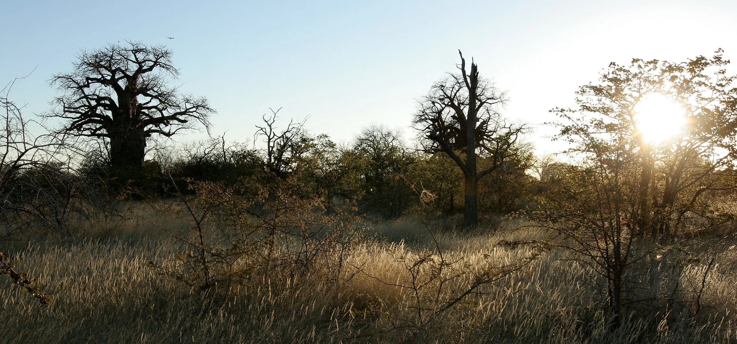 BOTSWANA -KALAHARI DESERT PLANET BAOBAB BOTSWANA (10).JPG