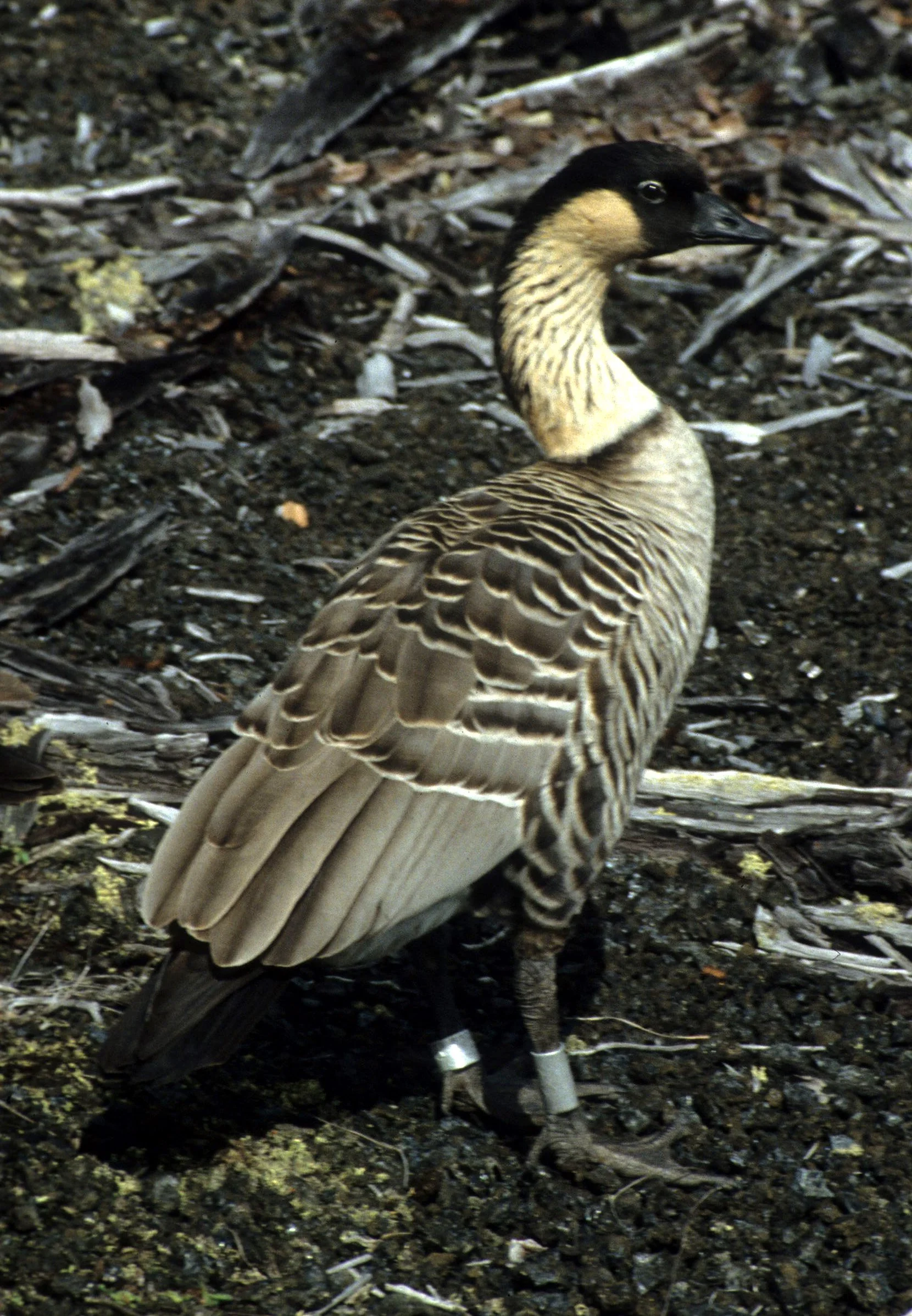 BIRD - GOOSE - NENE - NESOCHEN SANDVICENSIS (2).jpg
