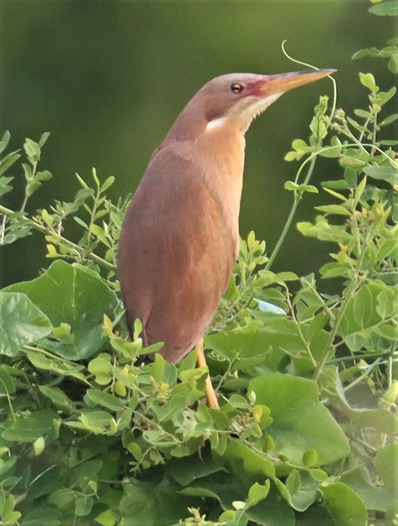 BITTERN - CINNAMON BITTERN (CHESTNUT BITTERN) - Ixobrychus cinnamomeus - PATHUM THANI RICE RESEARCH CENTER (59).jpg