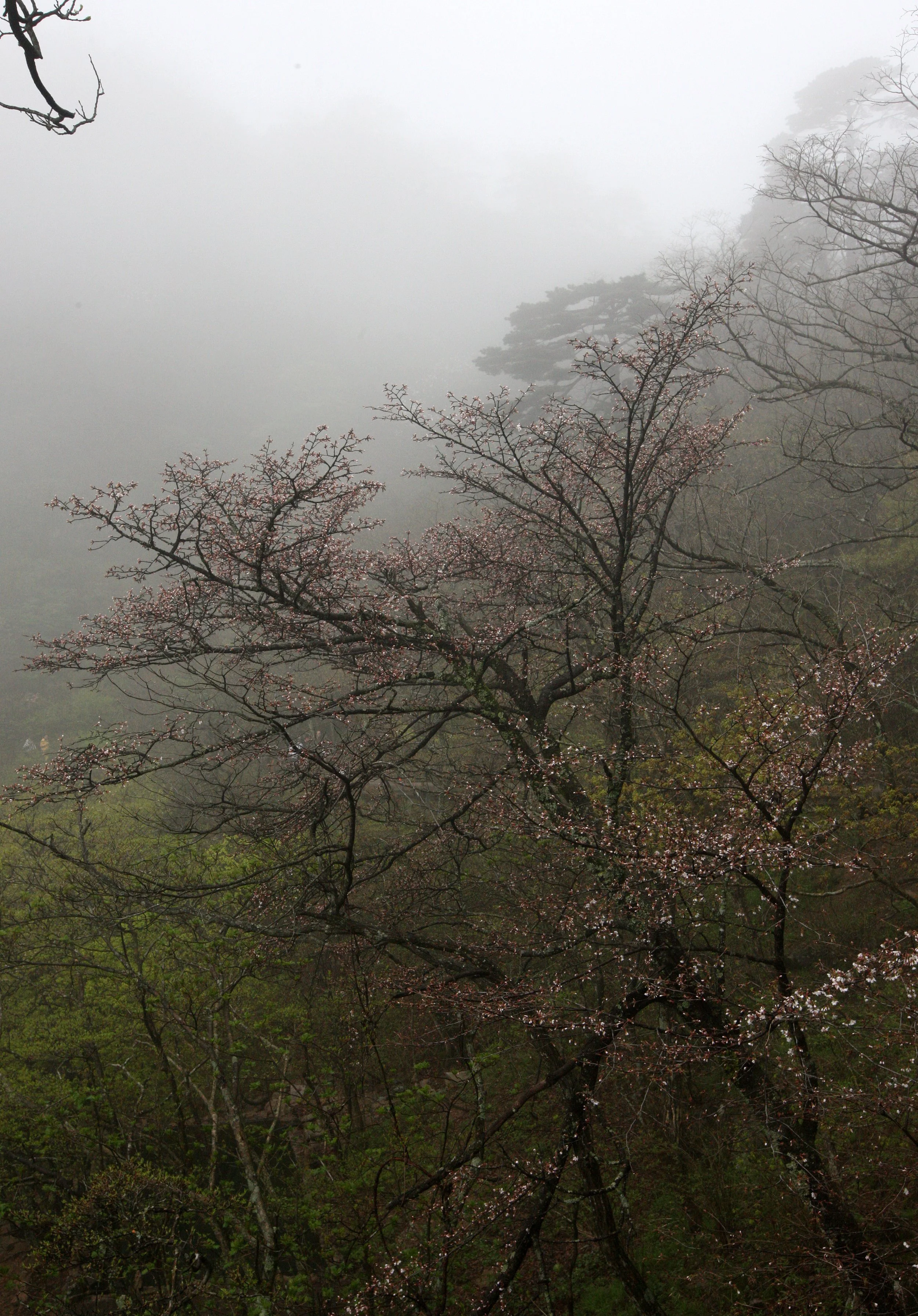 HUANGSHAN NATIONAL PARK ANHUI PROVINCE CHINA (215).JPG