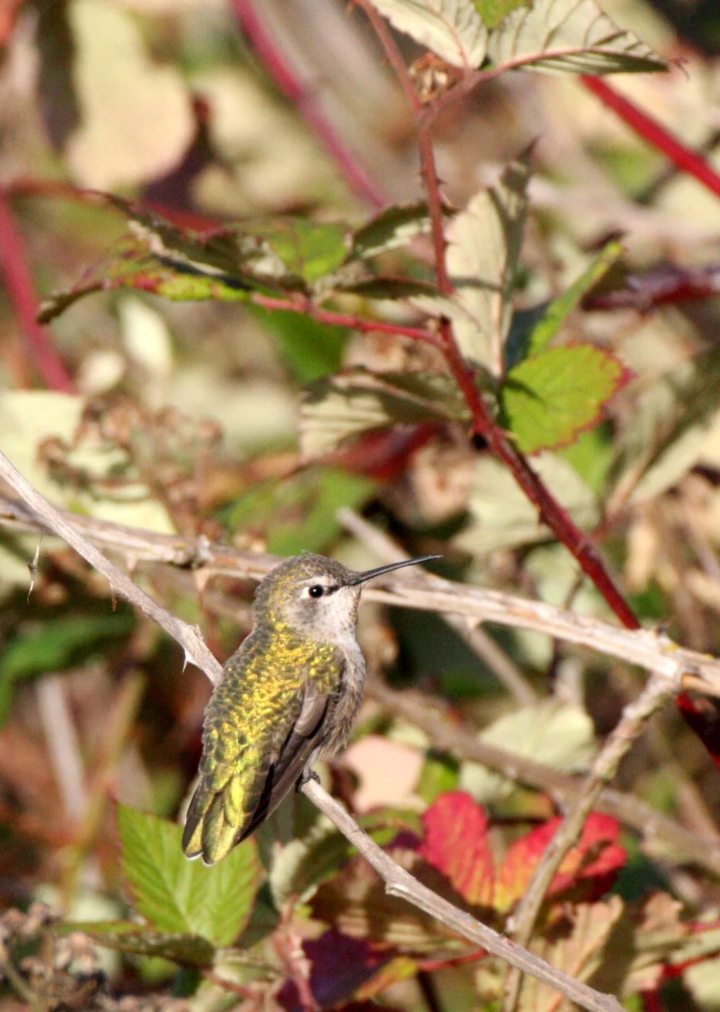 Selasphorus rufus - RUFOUS HUMMINGBIRD - JUVENILE FEMALE - EDMONDS MARSH WA (5).JPG
