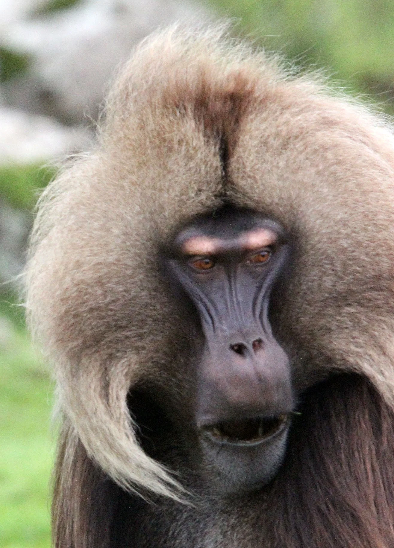 CERCOPITHECIDAE - Theropithecus gelada - GELADA - SIMIEN MOUNTAINS NATIONAL PARK ETHIOPIA (1782).JPG