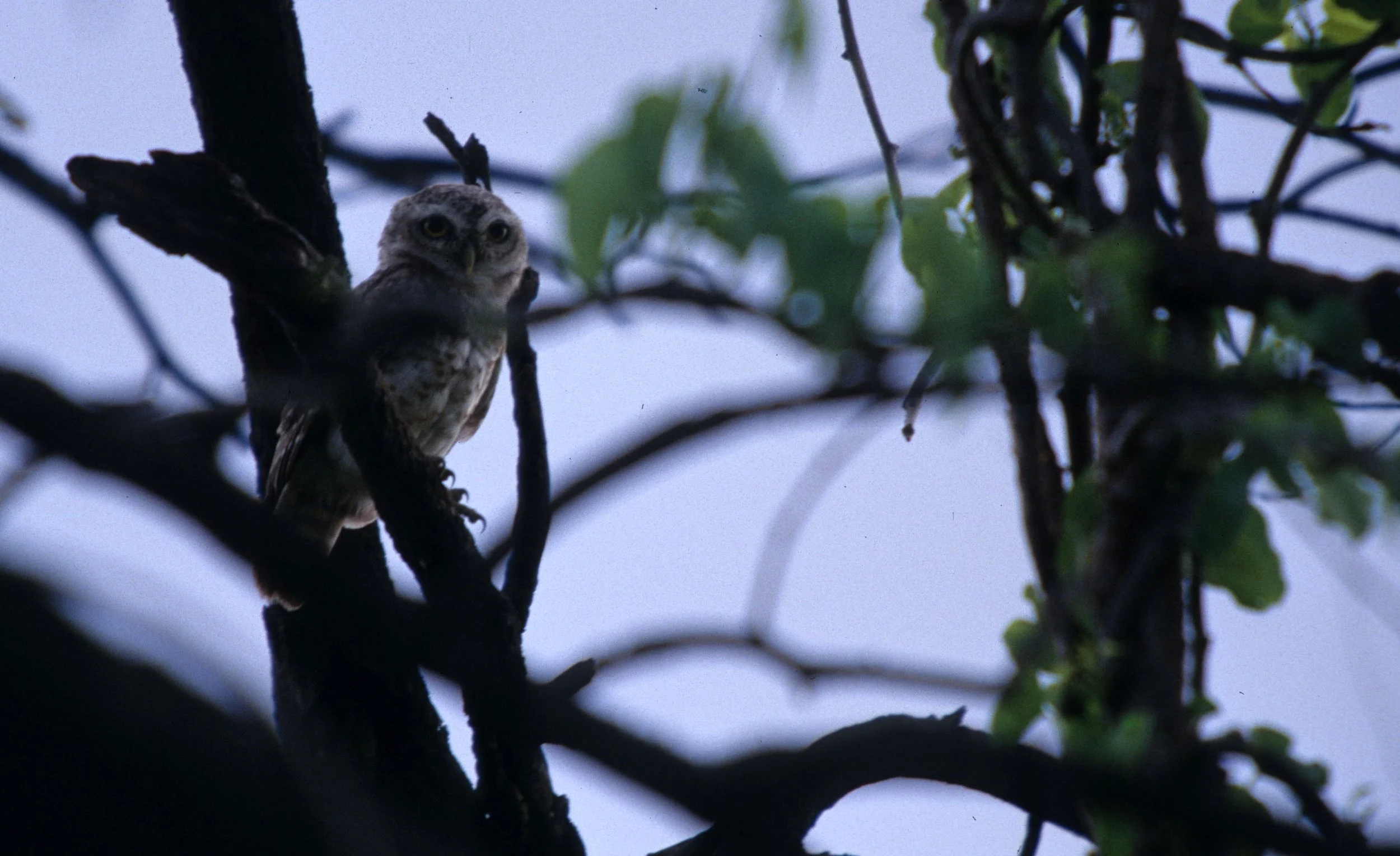 BIRD - OWL - SPOTTED OWLET - CHITWAN NEPAL E.jpg