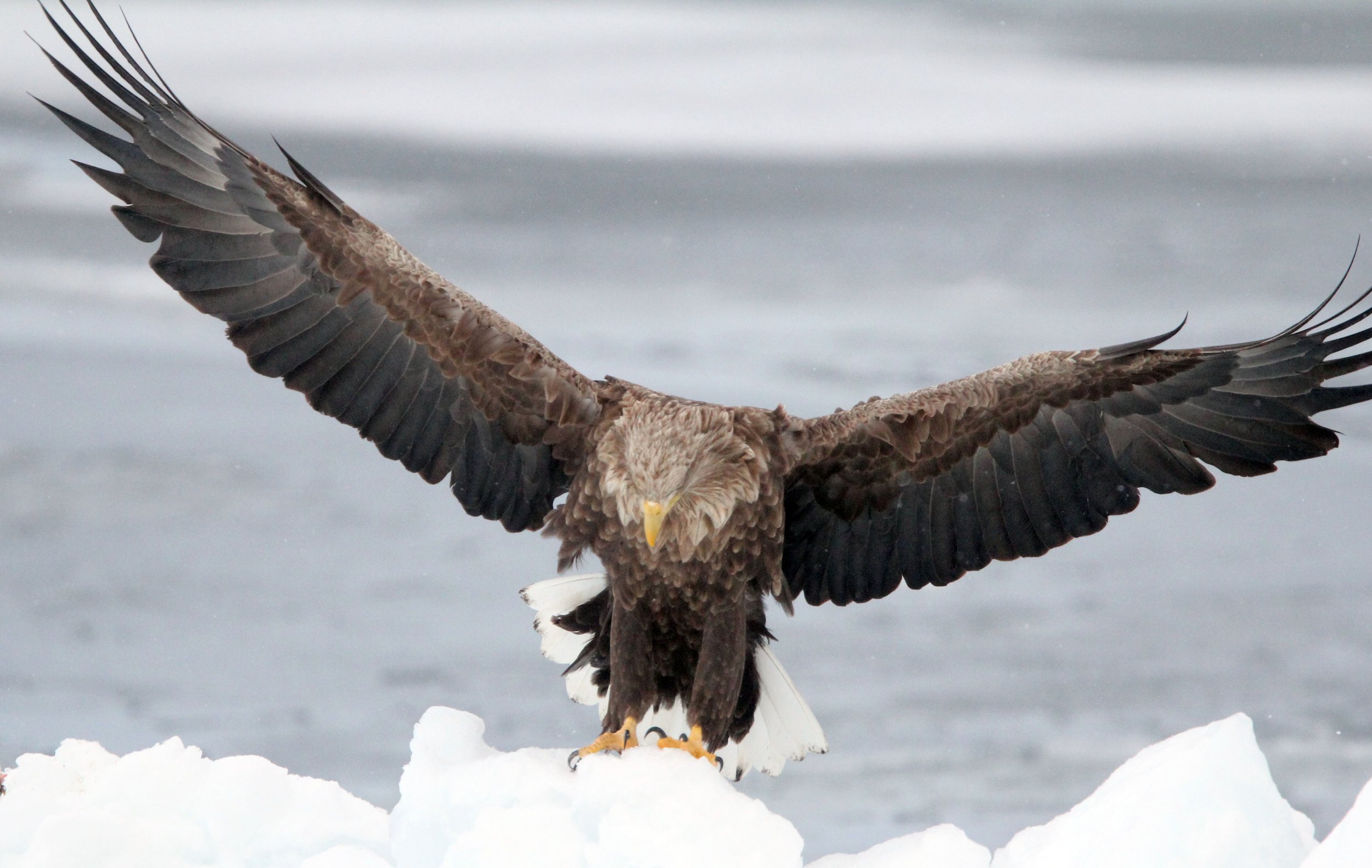 BIRD - EAGLE - WHITE-TAILED EAGLE - RAUSU, SHIRETOKO PENINSULA & NATIONAL PARK - HOKKAIDO JAPAN (2).JPG