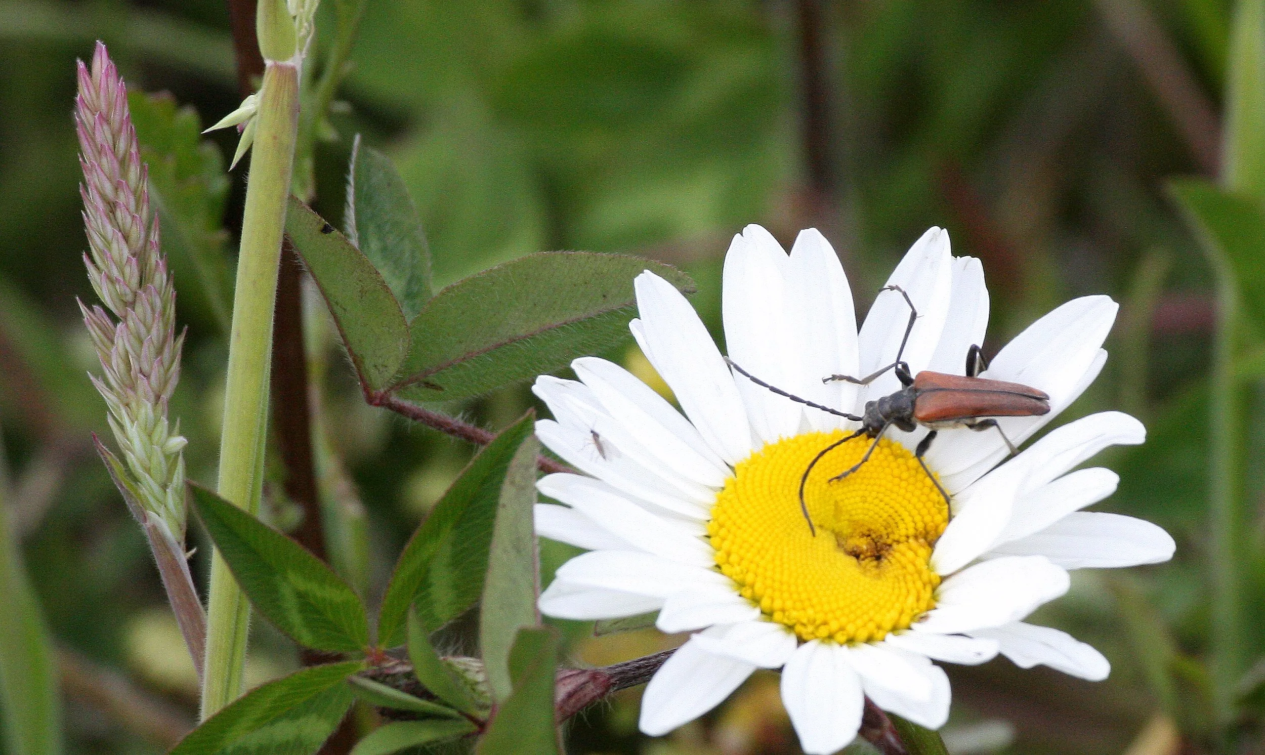 INVERTS - COLEOPTERA - LEPTURINE SPECIES - LAKE FARM TRAILS (3).JPG