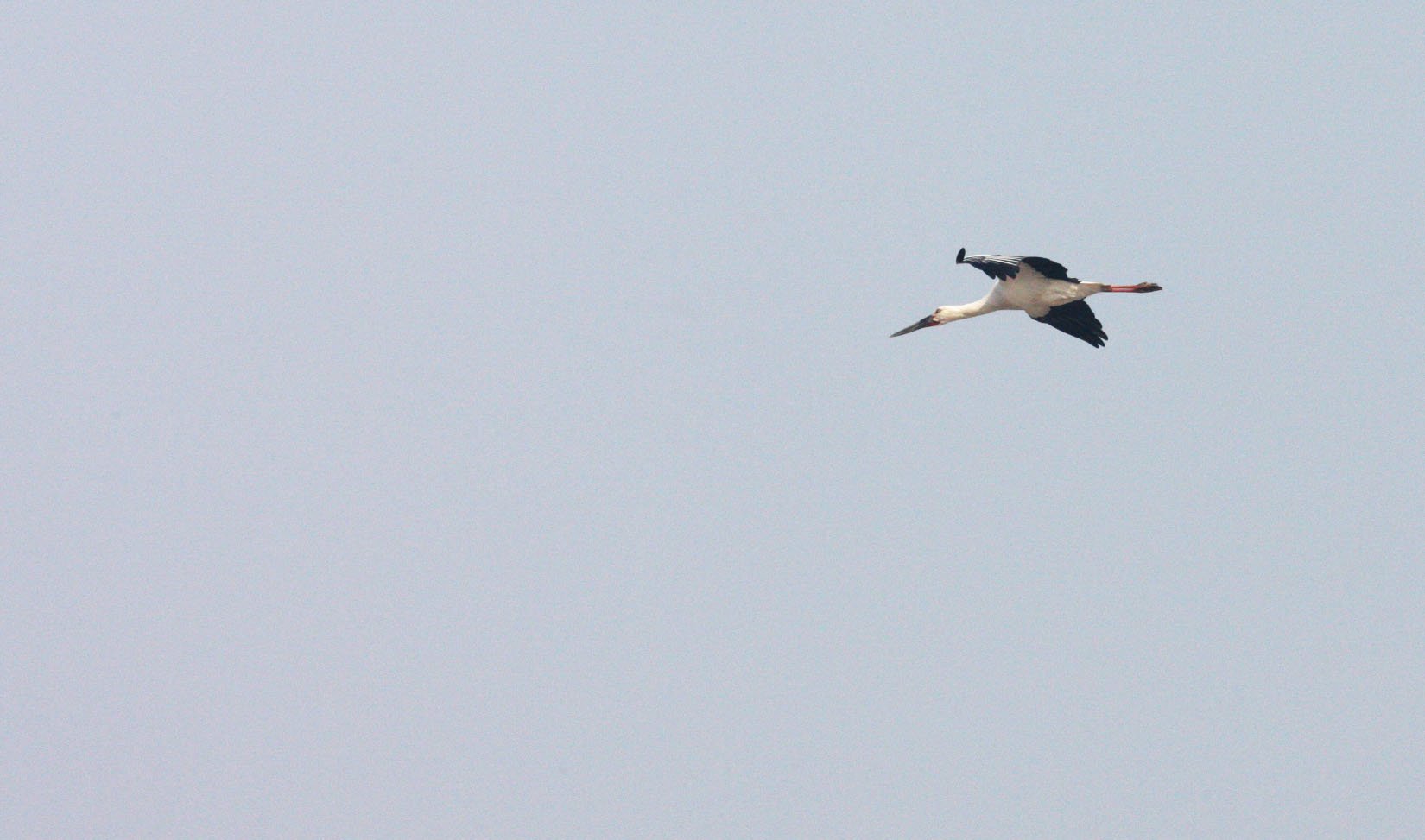 STORK - ORIENTAL STORK - Ciconia boyciana - POYANG LAKE, JIANGXI PROVINCE, CHINA (22).JPG
