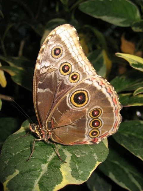 2005-10-29 DAY TRIP TO SEATTLE MUSEUMS AND AQUARIUM (7).JPG