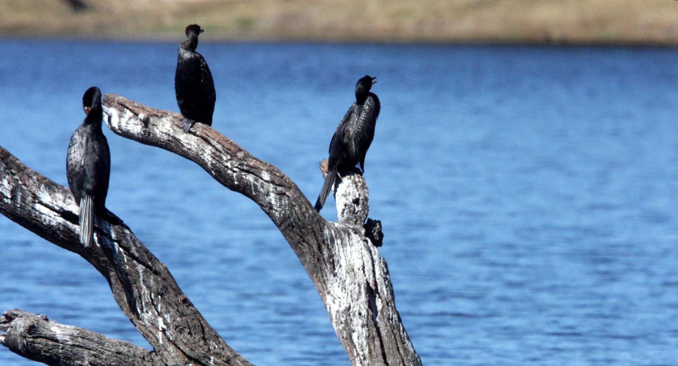  Microcarbo africanus - Reed Cormorant - Chobe National Park, Botswana (9).JPG
