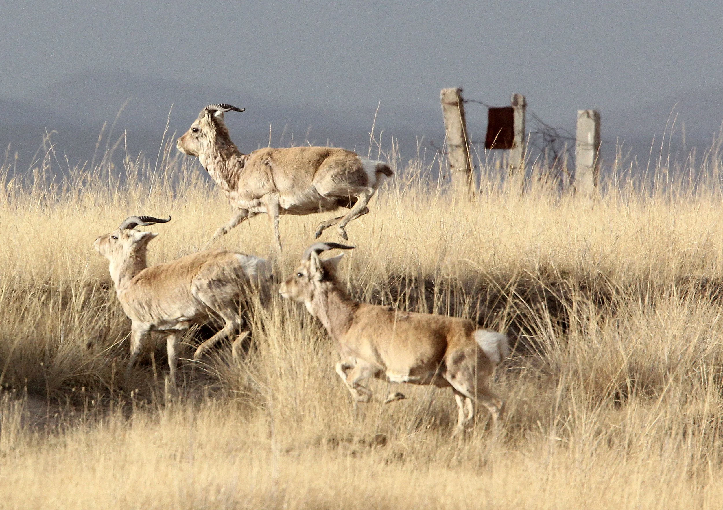 GAZELLE - PRZEWALSKI'S GAZELLE - Procapra przewalskii - QINGHAI LAKE CHINA (140).JPG