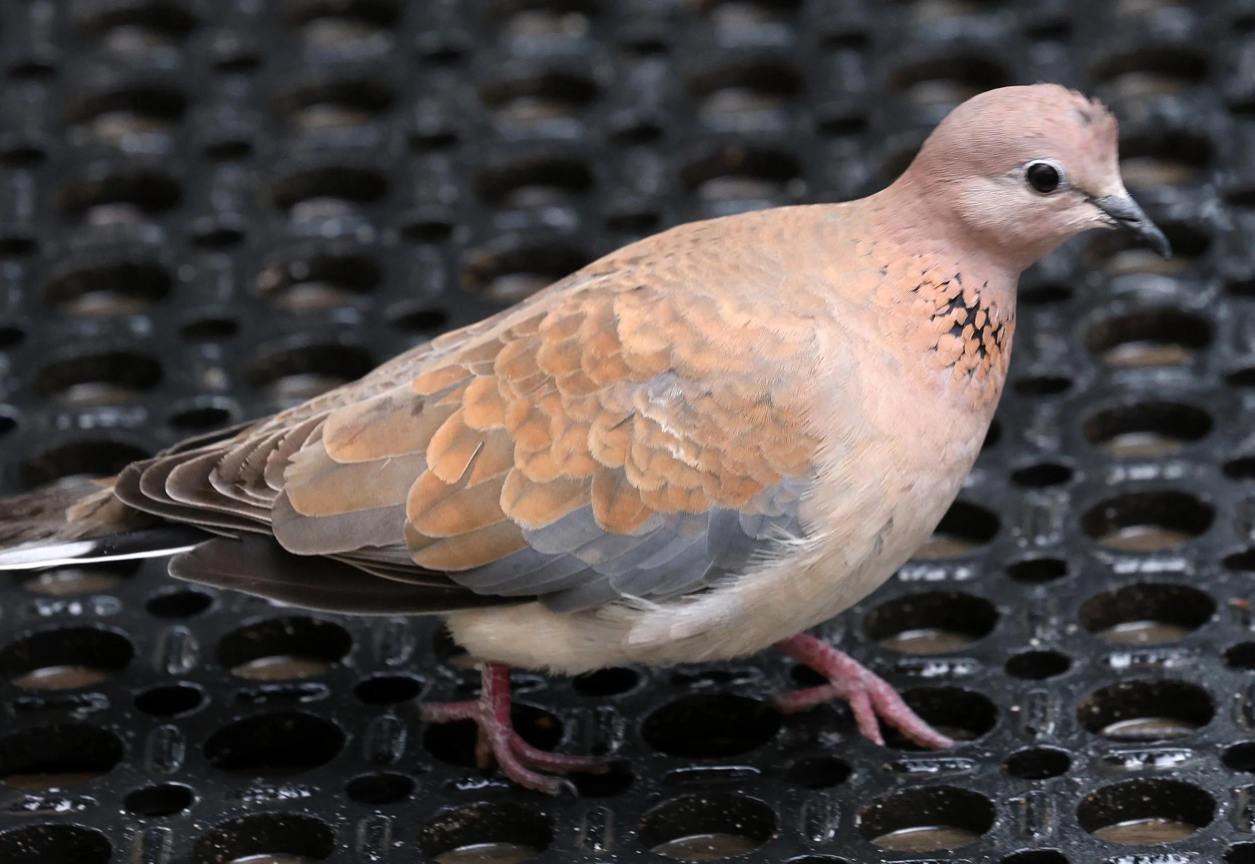 Laughing Dove (Spilopelia senegalensis) Rottnest Island - Western Australia (5).jpg