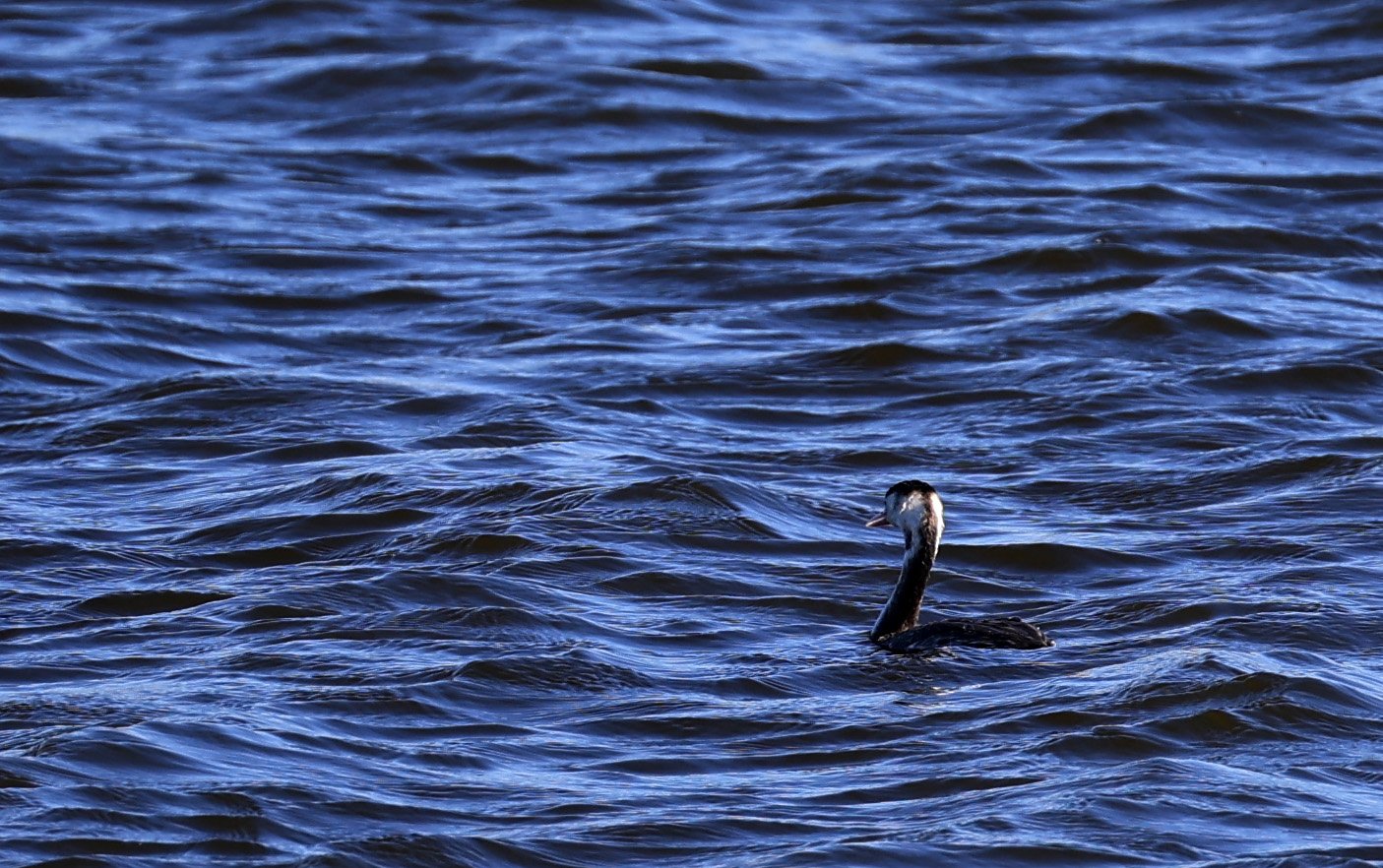 Great Crested Grebe (Podiceps cristatus) Shimotonda Sadowaracho Birding Ponds Miyazaki Kyushu Japan 