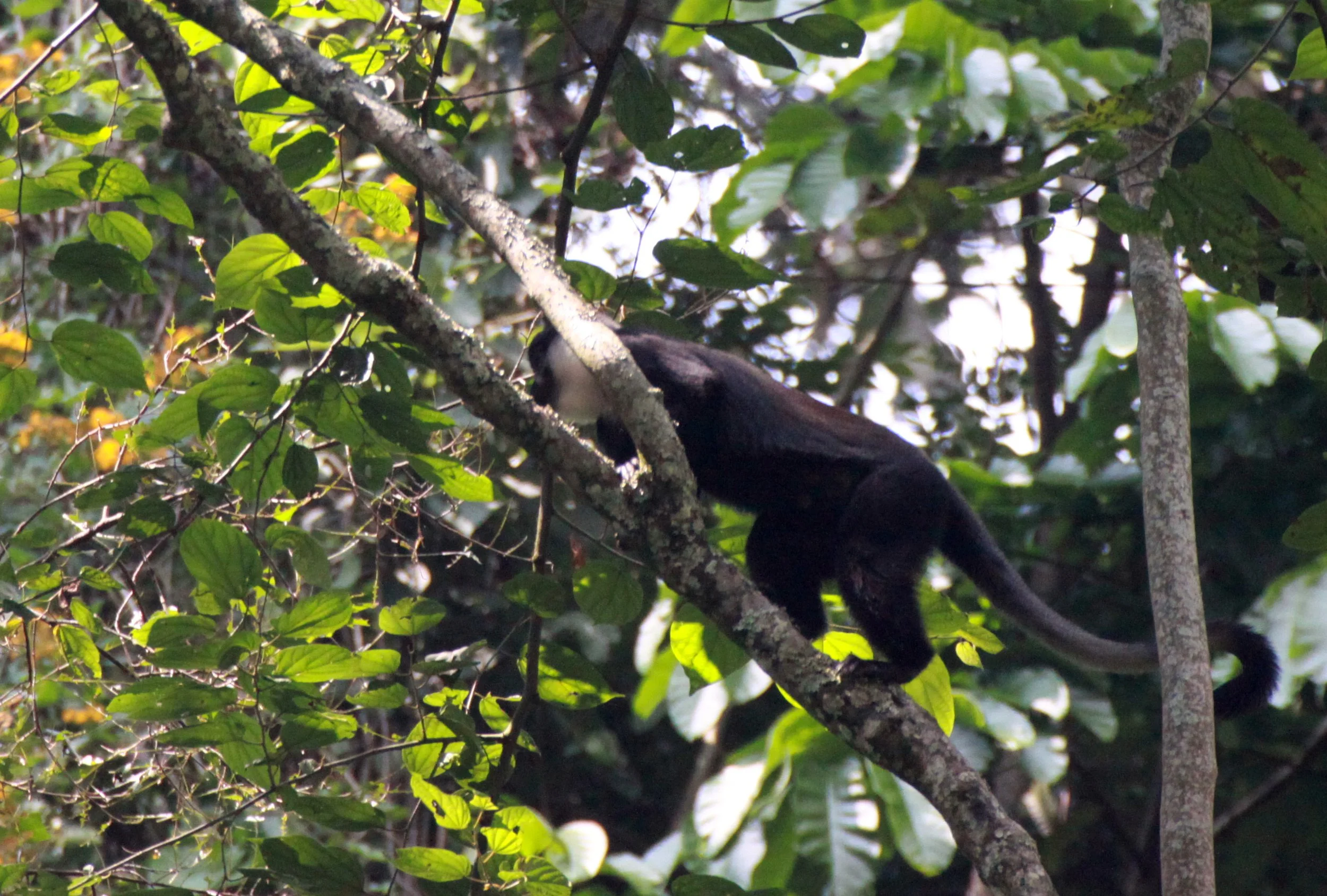 CERCOPITHECIDAE - Allochrocebus lhoesti -  L'HOEST'S MONKEY - RWENZORI NATIONAL PARK UGANDA (4).JPG