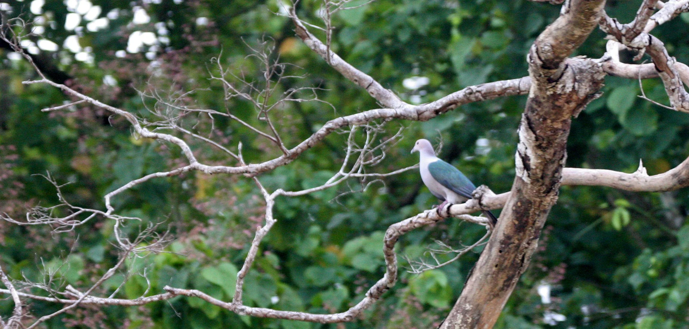 Green Imperial-Pigeon (Ducula aenea) Kinabatangan River Borneo (7).JPG