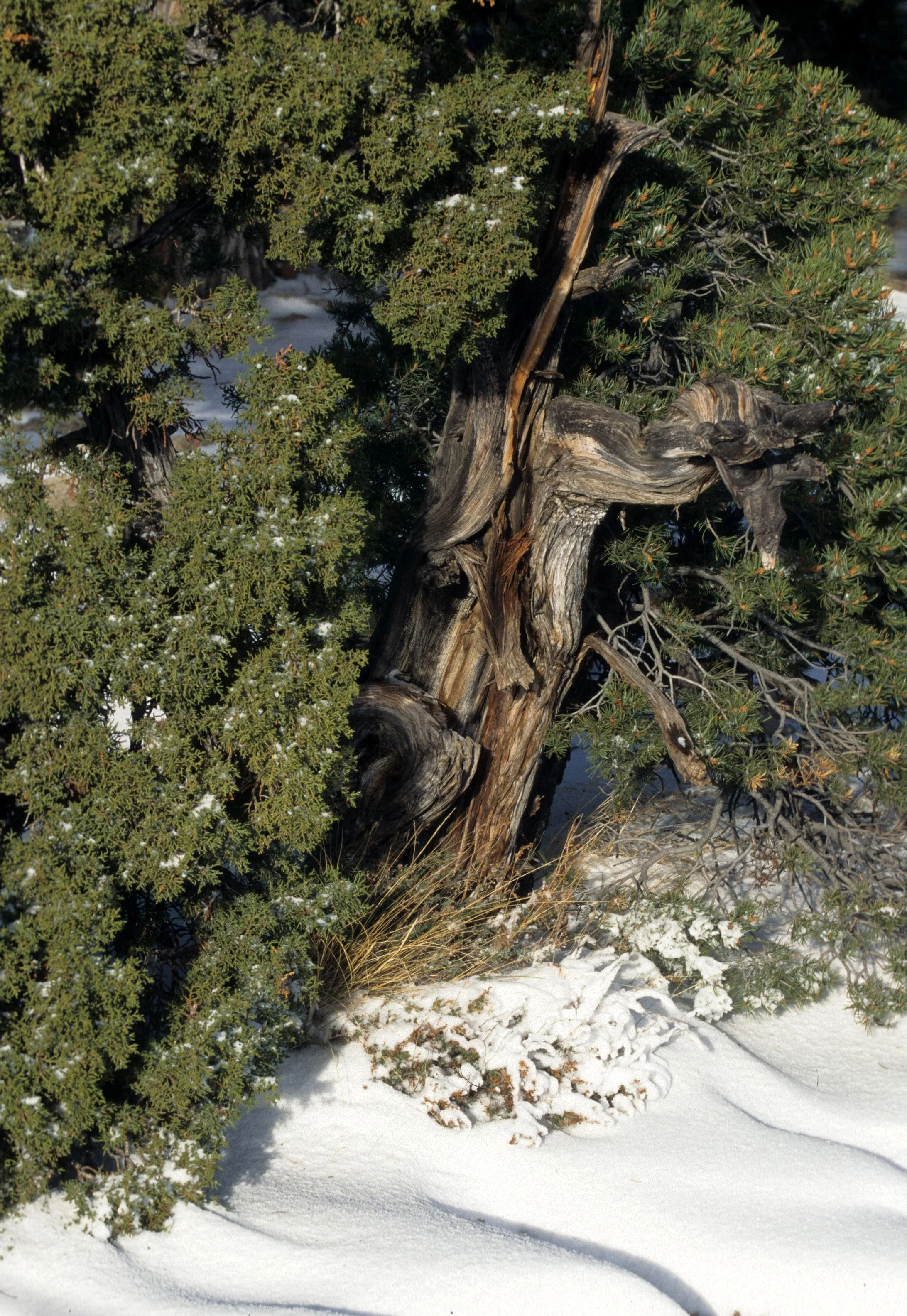 ARIZONA - GRAND CANYON - JUNIPERUS OSTEOSPERMA - UTAH JUNIPER.jpg