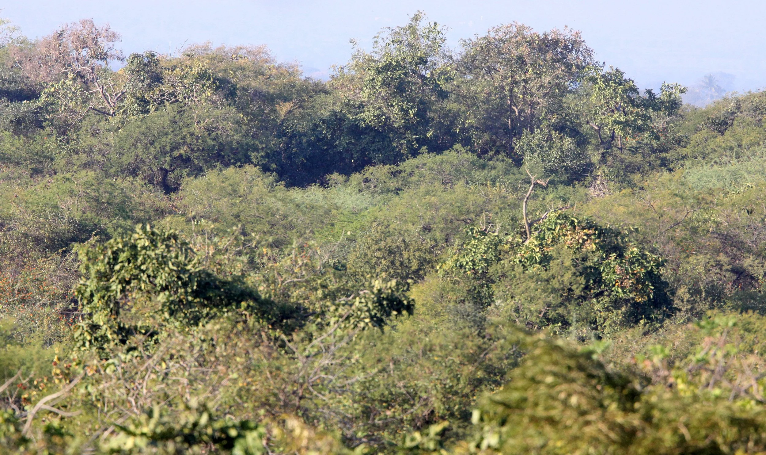 GUJARAT - GIR FOREST GUJARAT INDIA (2).JPG