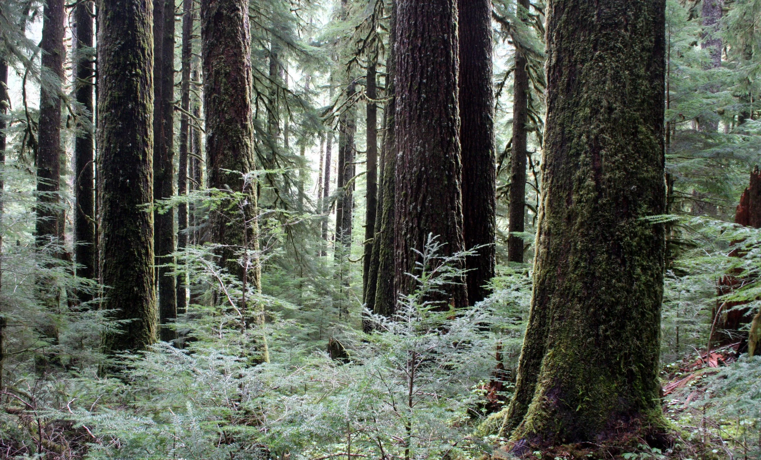 SOL DUC FALLS AND FOREST - ONP WA (20).JPG